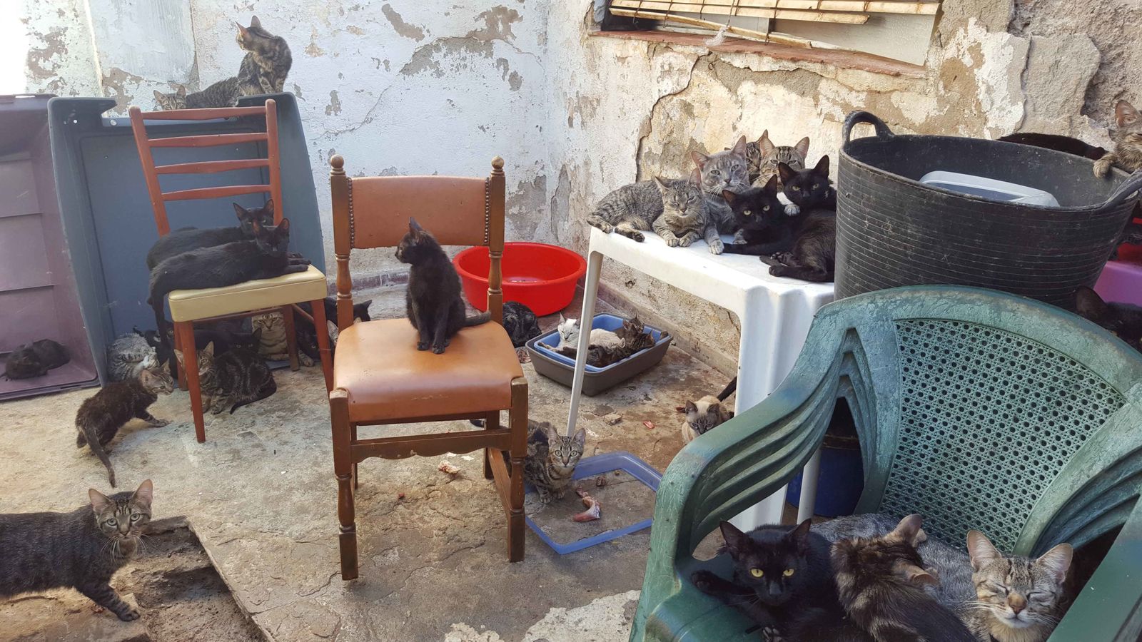 Gatos hacinados en una vivienda de Málaga