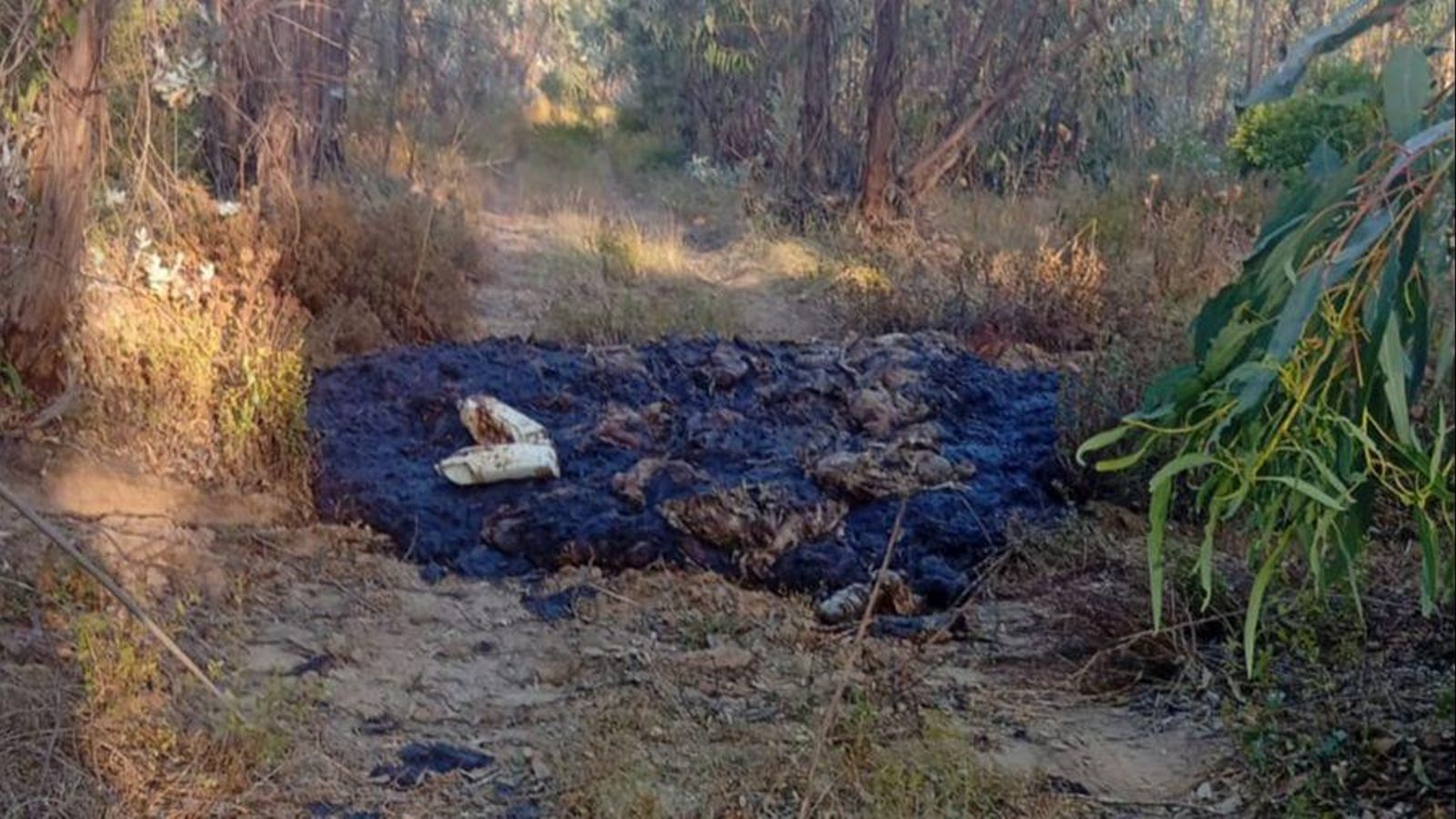 Restos encontrados en la finca.