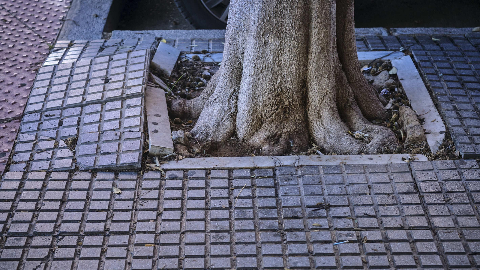 Un alcorque en la calle Calle Dr. José Manuel Pascual y Pascual.