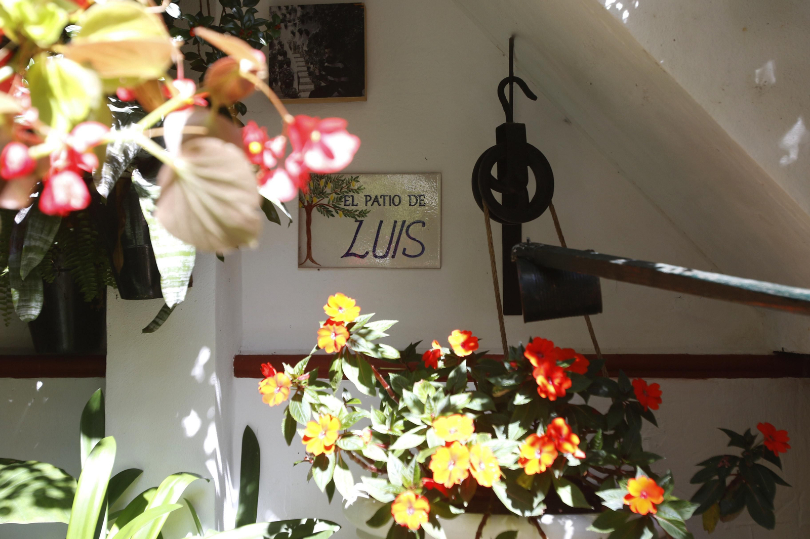 Las fotos de los Patios de Córdoba en este atípico mes de mayo