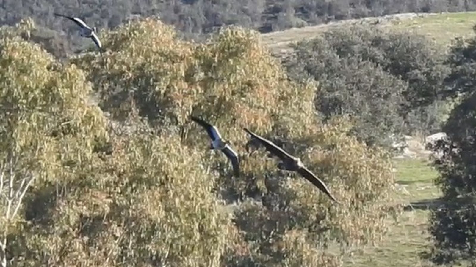 El águila avistado perseguido por otras dos aves.
