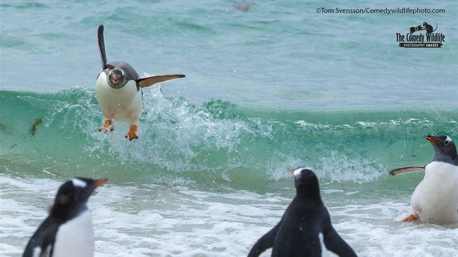 Esta playa es para surfear