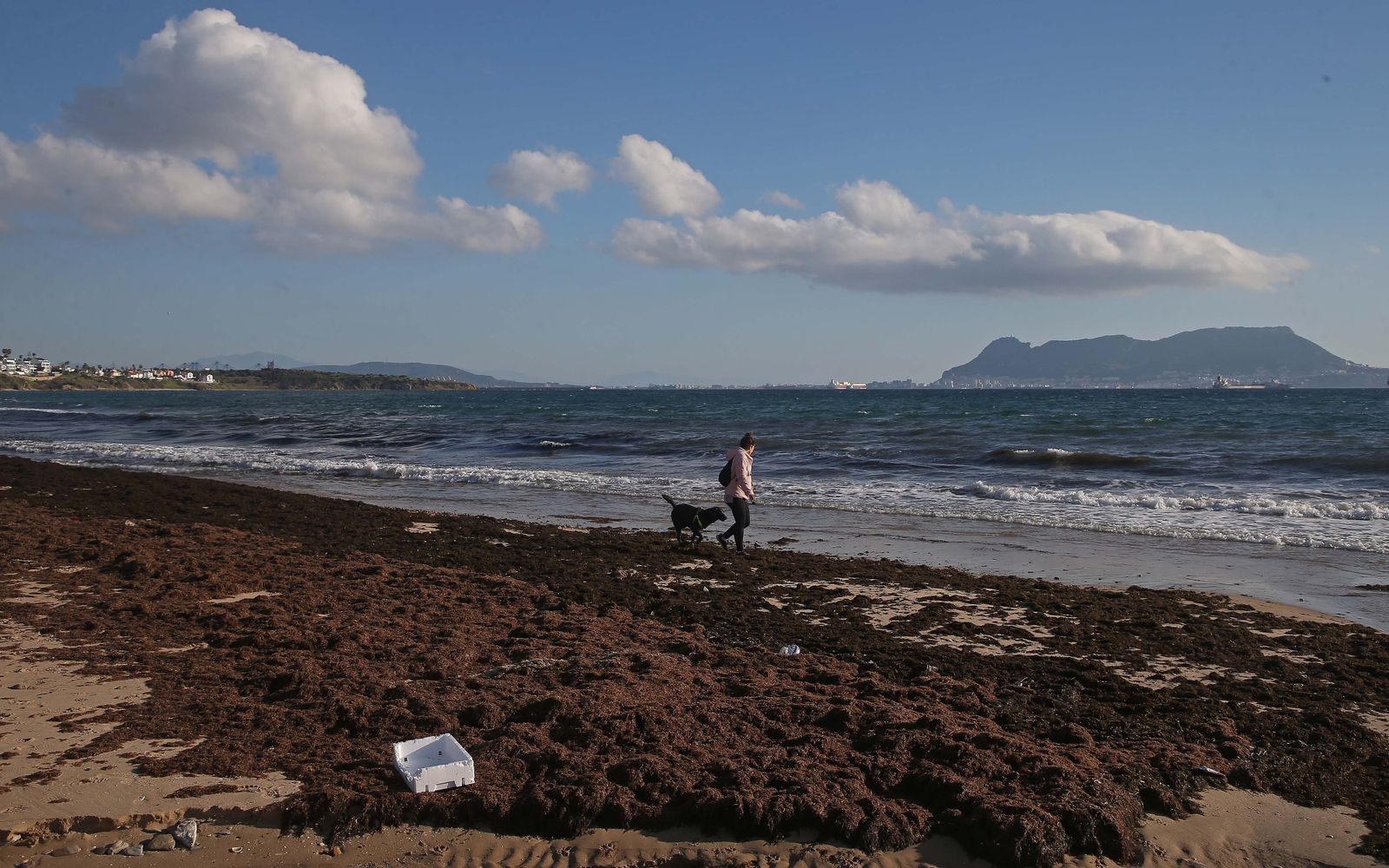 La playa de Getares, en Algeciras, cubierta por un arribazón de Rugulopteryx okamurae.