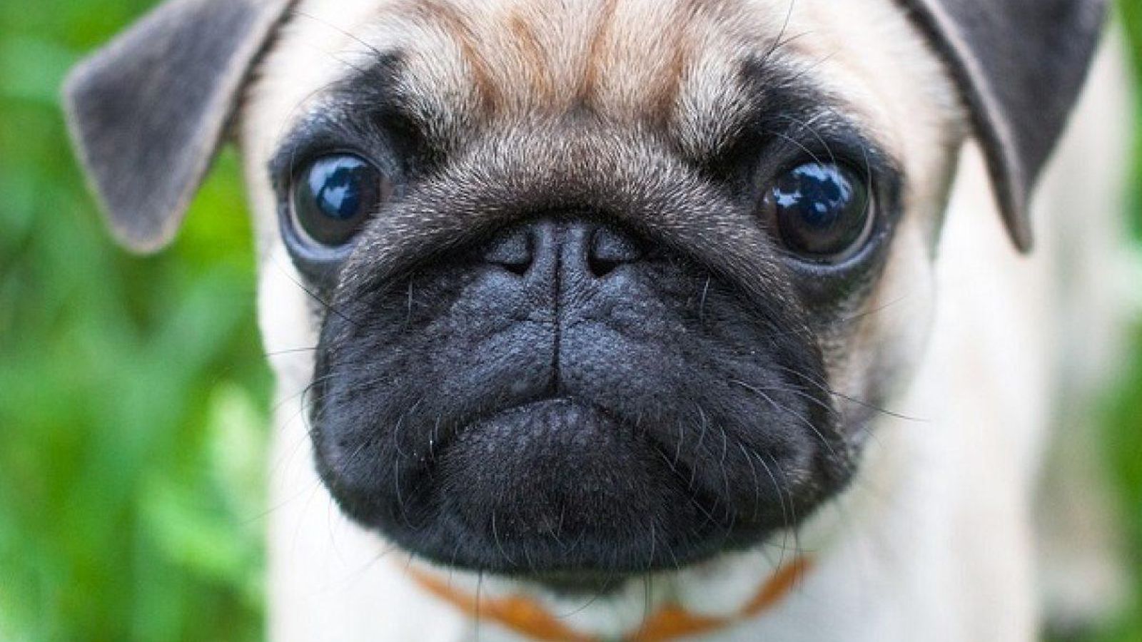 Pug