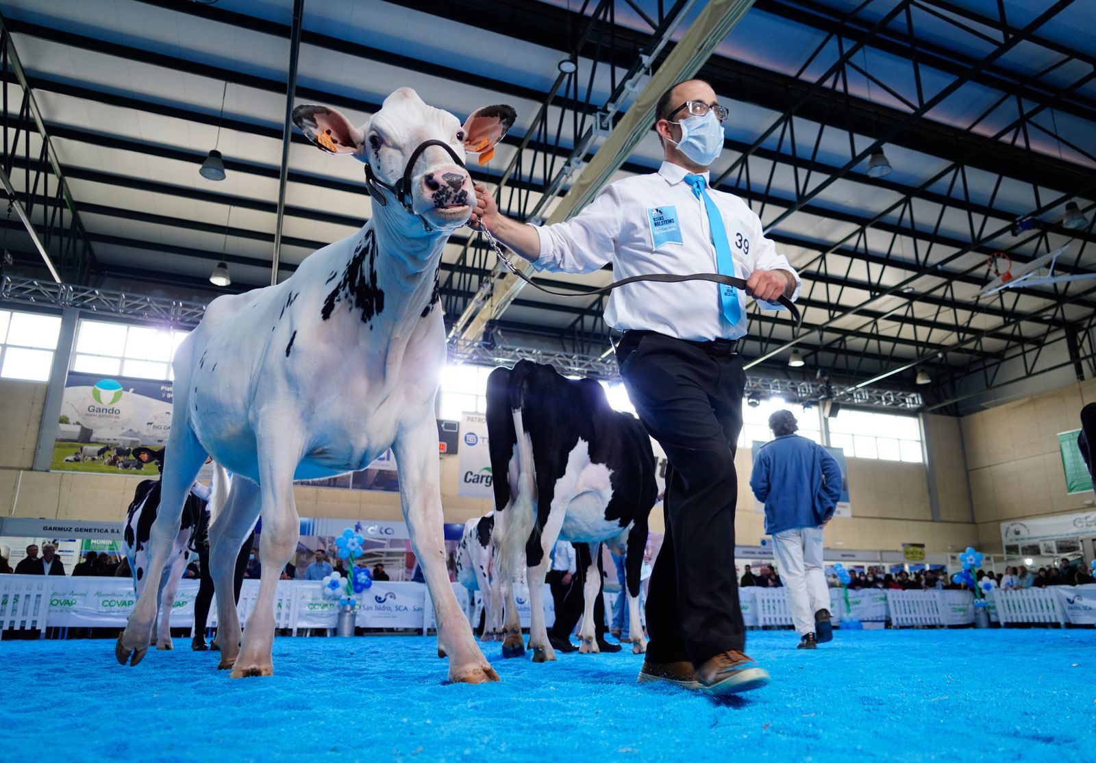 La Feria de Ganado Frisón Usías Holsteins de Dos Torres, en fotografías