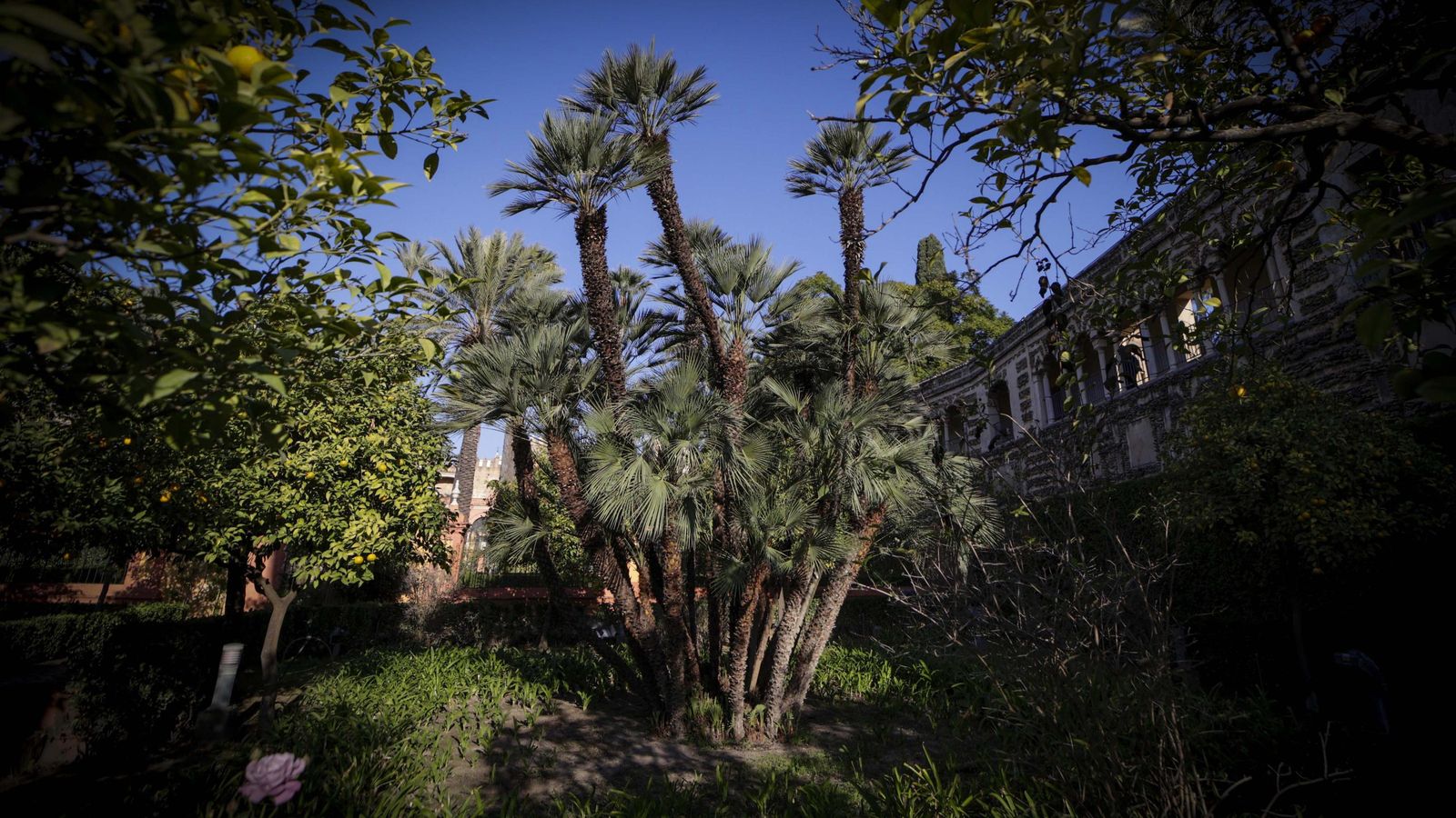 El Palmito del Jardín del León.