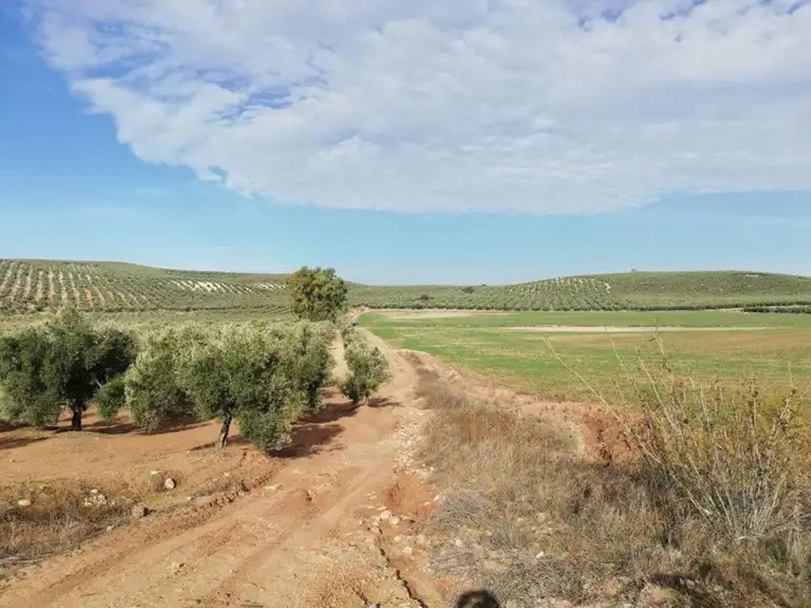 Un camino rural de Montilla.