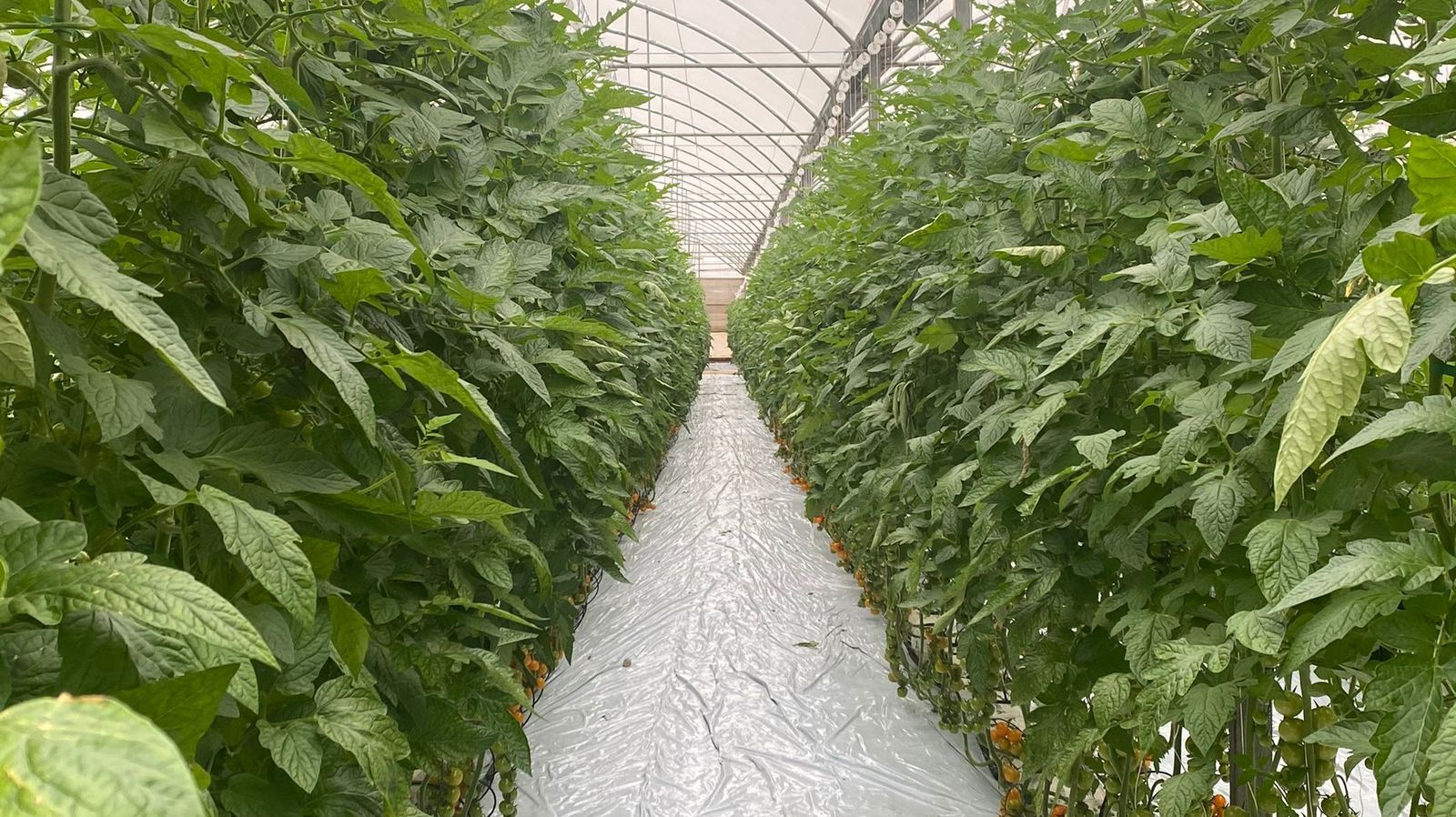 Finca experimental de La Unión.