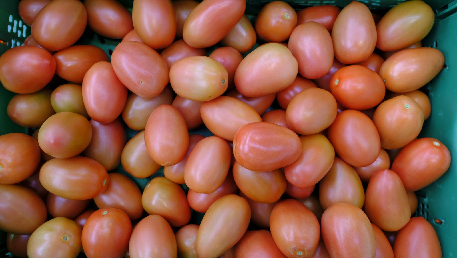 Tomates del campo almeriense para los lineales de los supermercados, en imágenes