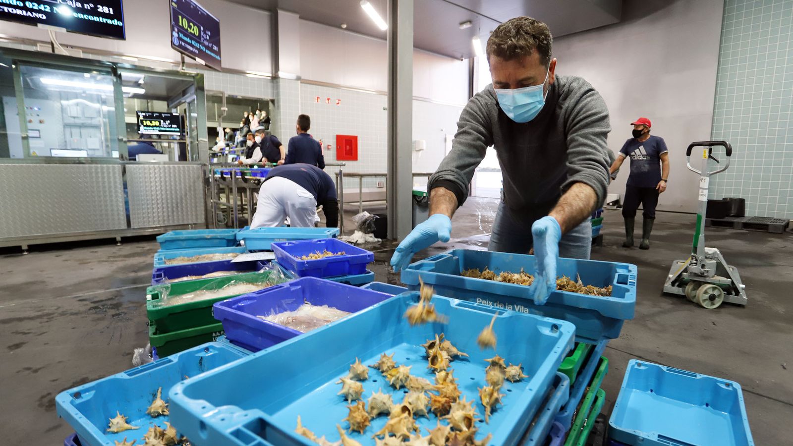 Cañaíllas recién capturadas antes de proceder a su venta.