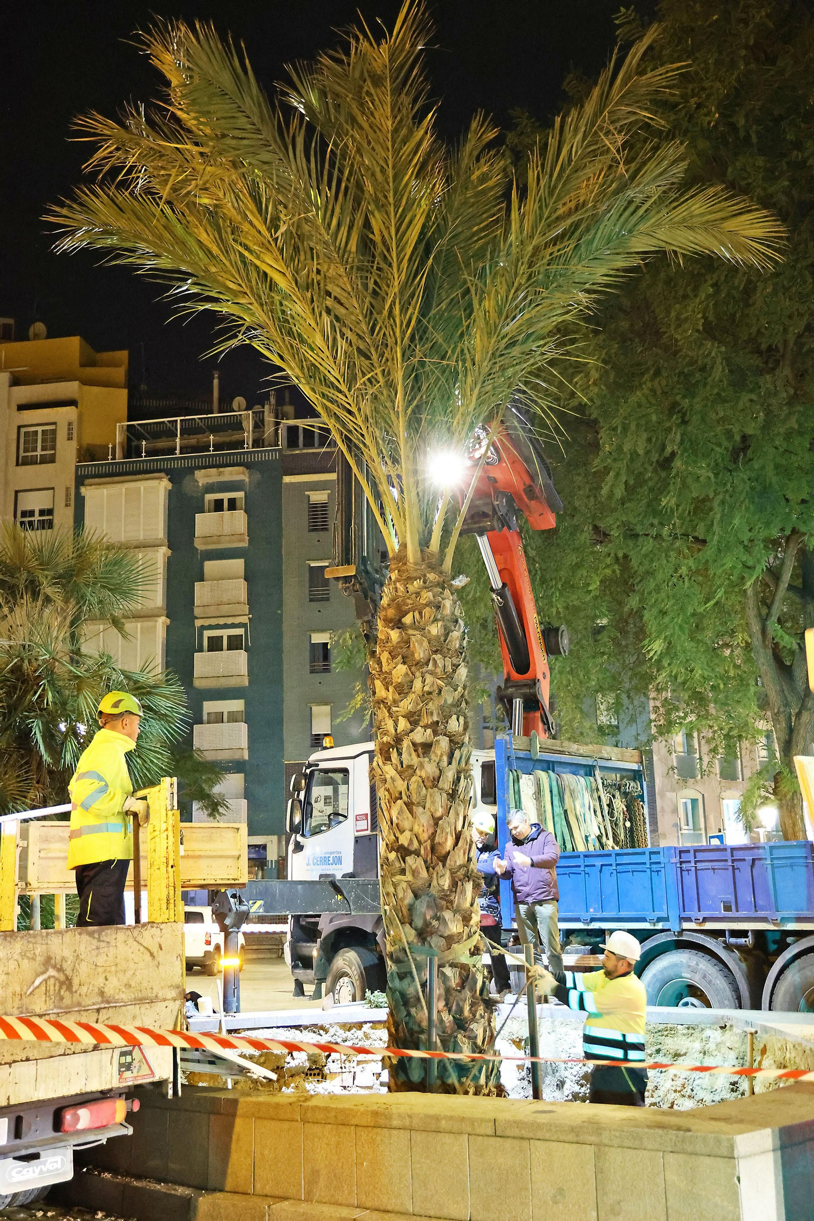 Las mejores imágenes de la plantación de la nueva palmera de Huelvaga