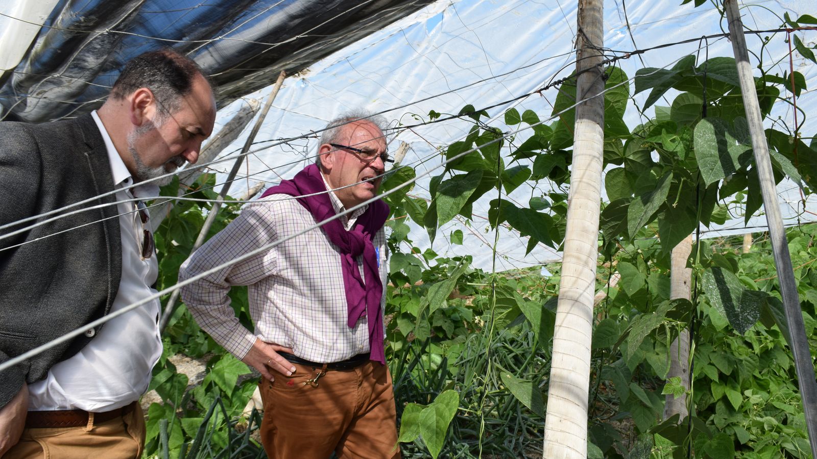 Antonio Bonilla visita un invernadero en el municipio de Vícar