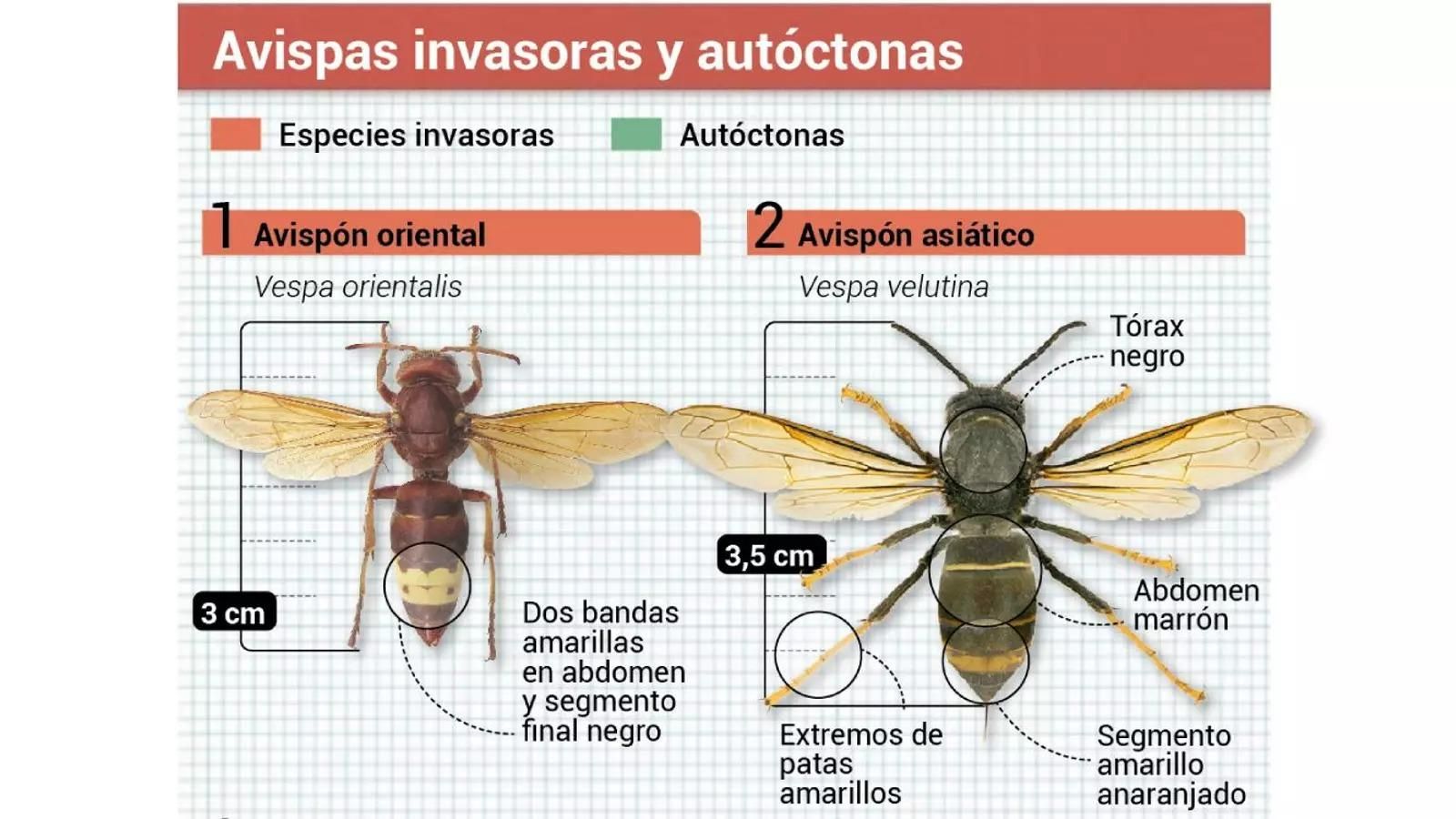 Diferencias entre el avispón oriental y el avispón asiático.