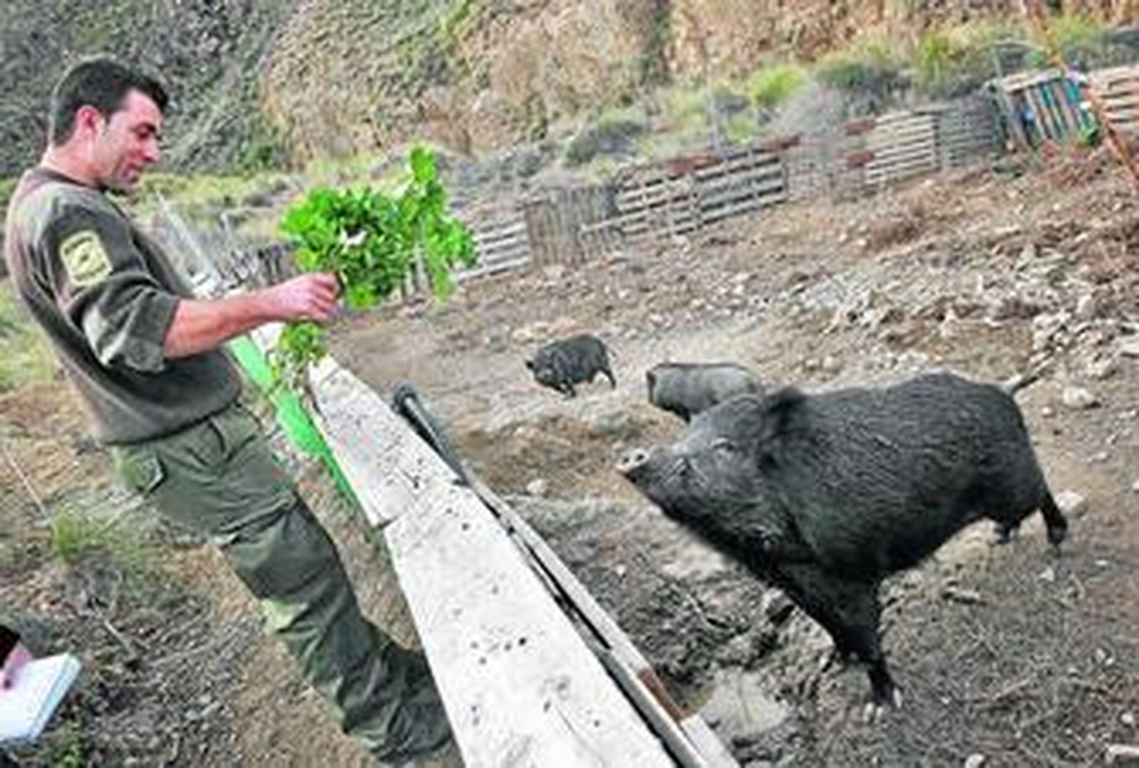 'Curro', un zorro inquieto a quien le gusta mucho correr por la finca.