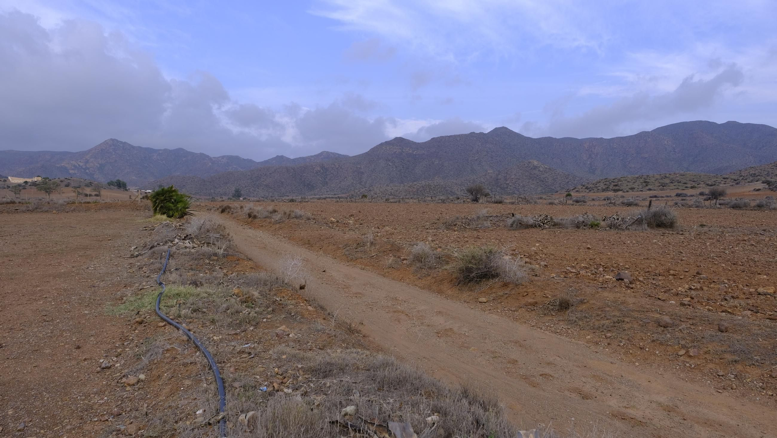 Recorrido por el cortijo El Romeral con 1200 cabras celtibéricas, en imágenes