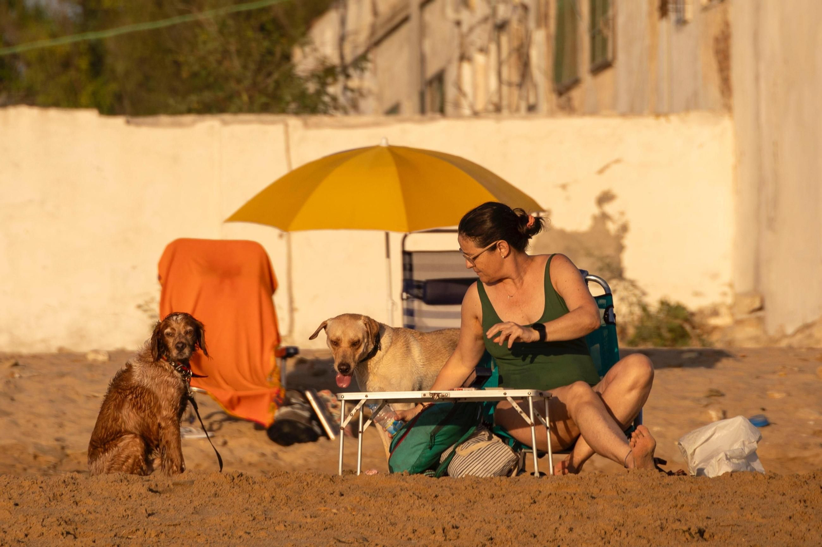 Así disfrutan los perros y sus dueños en la playa canina de Cádiz