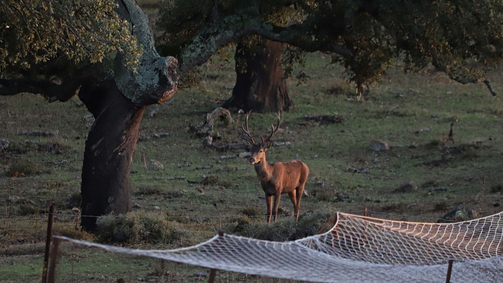 Fotos de la berrea en el Campo de Gibraltar