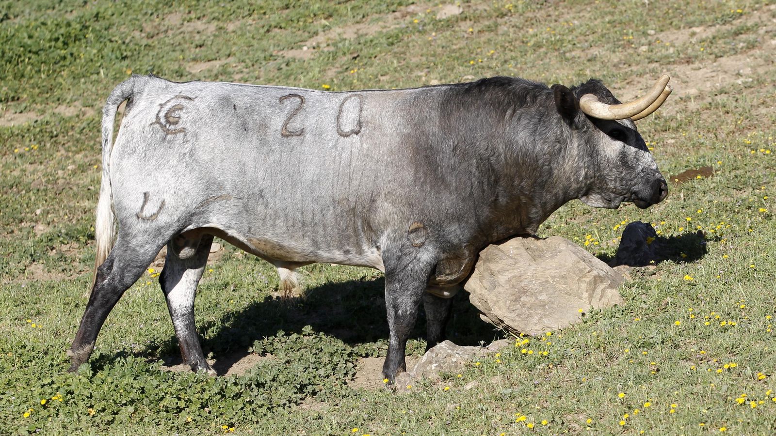 Los toros comparten espacio con la explotación agraria, que mantiene el negocio.