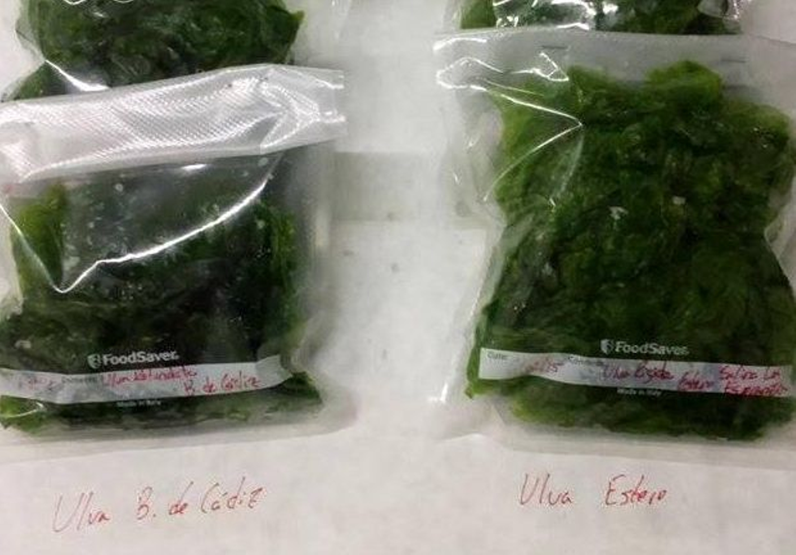 Algunas de las algas recolectadas.