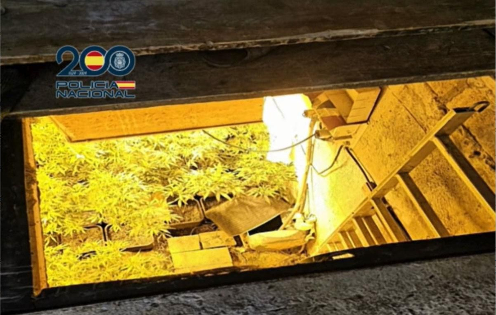 La Policía Nacional desmantela una plantación de marihuana en un búnker subterráneo en Sanlúcar.