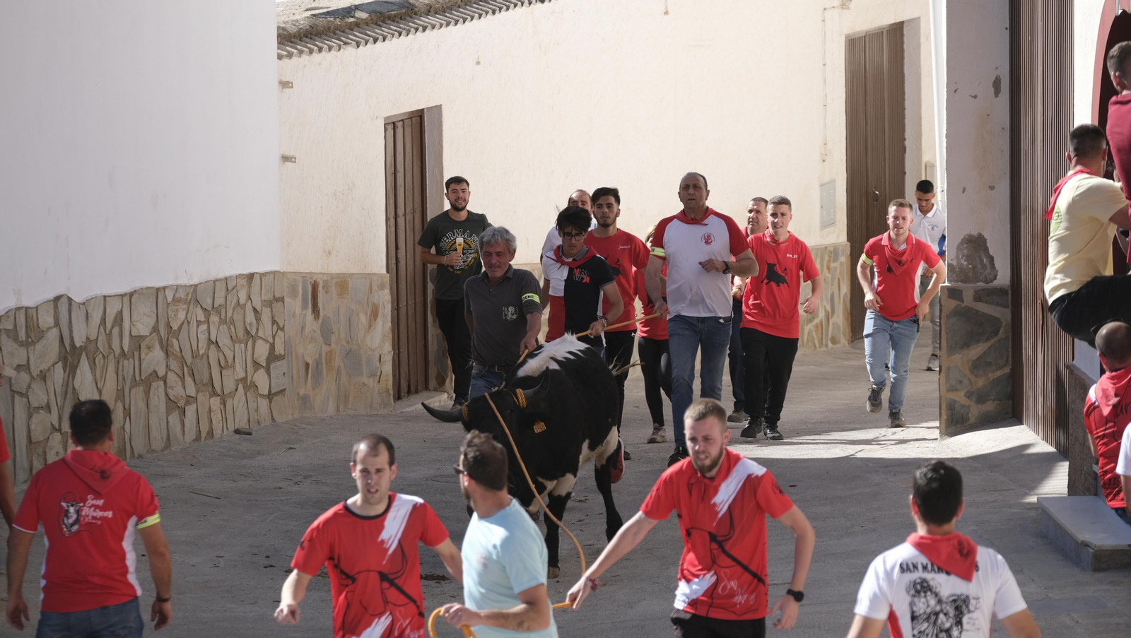 Imágenes de los toros ensogaos y San Marcos, en las Fiestas de Ohanes