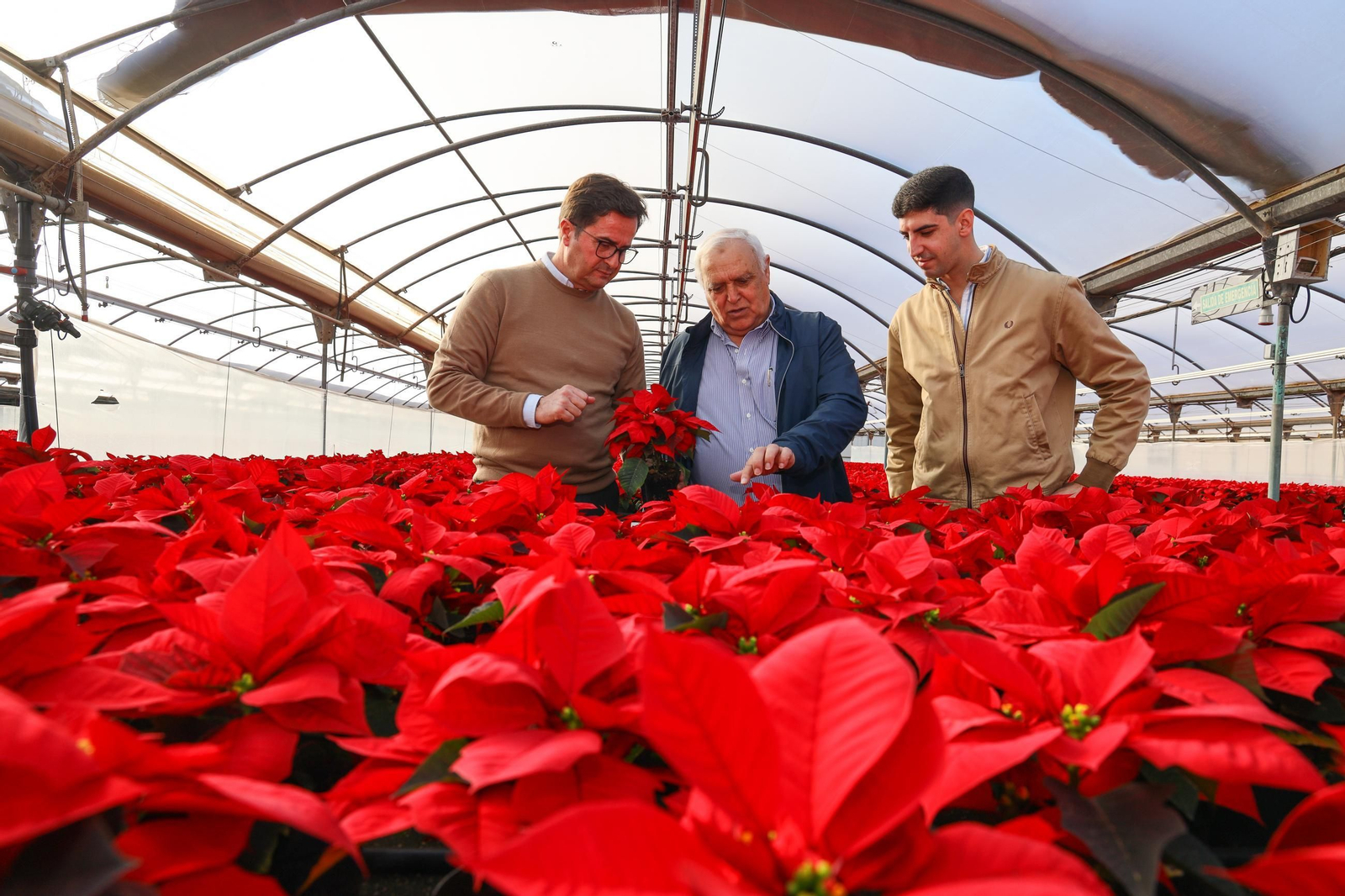 El Ejido se consolida como líder en la producción de Flor de Pascua.