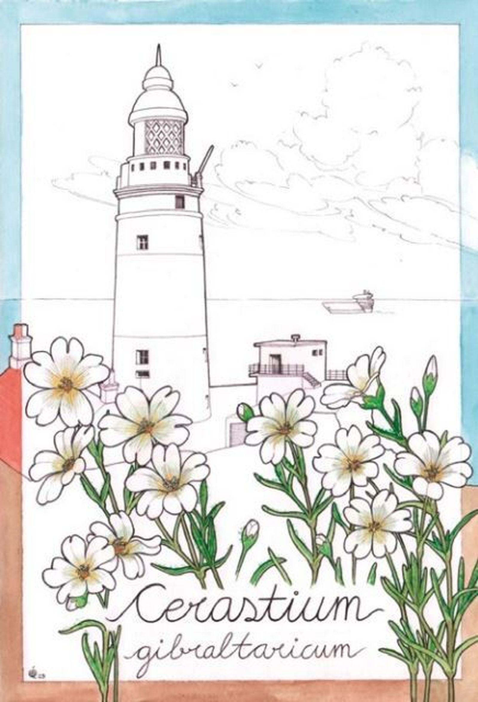 Cerastium gibraltaricum. Dibujo de Rocío Sánchez Alcaide.