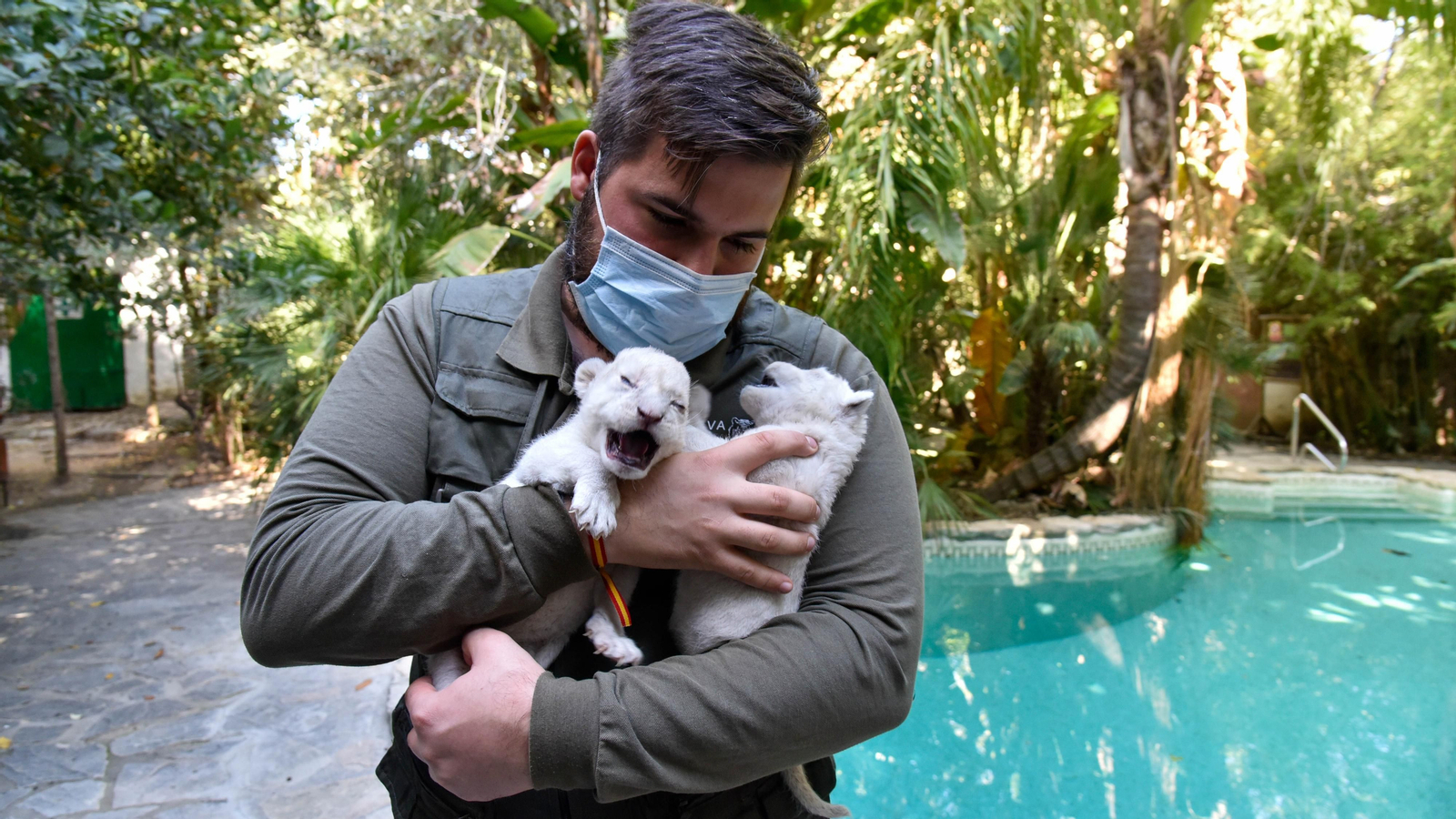 Las fotos de los chachorros de leones blancos de Jimena