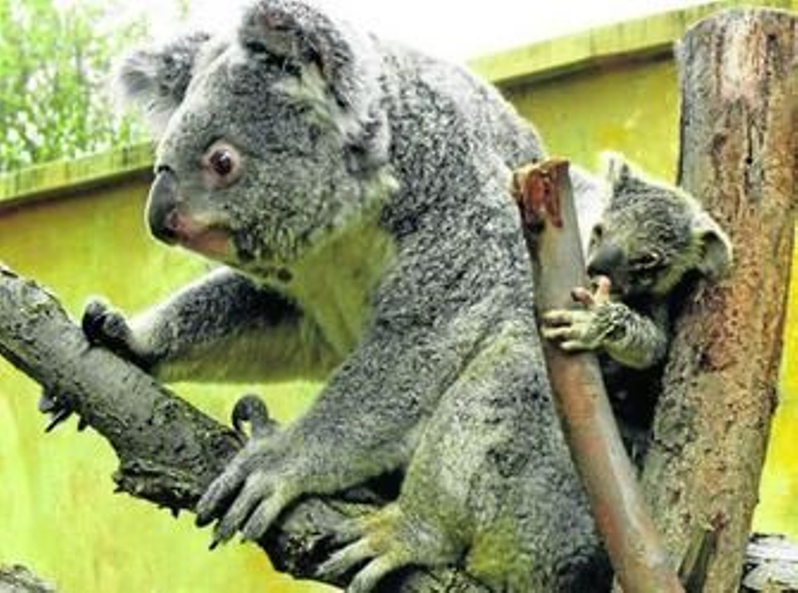 'EyePet', la primera cría de koala nacida en España, en el Zoo Aquárium de Madrid