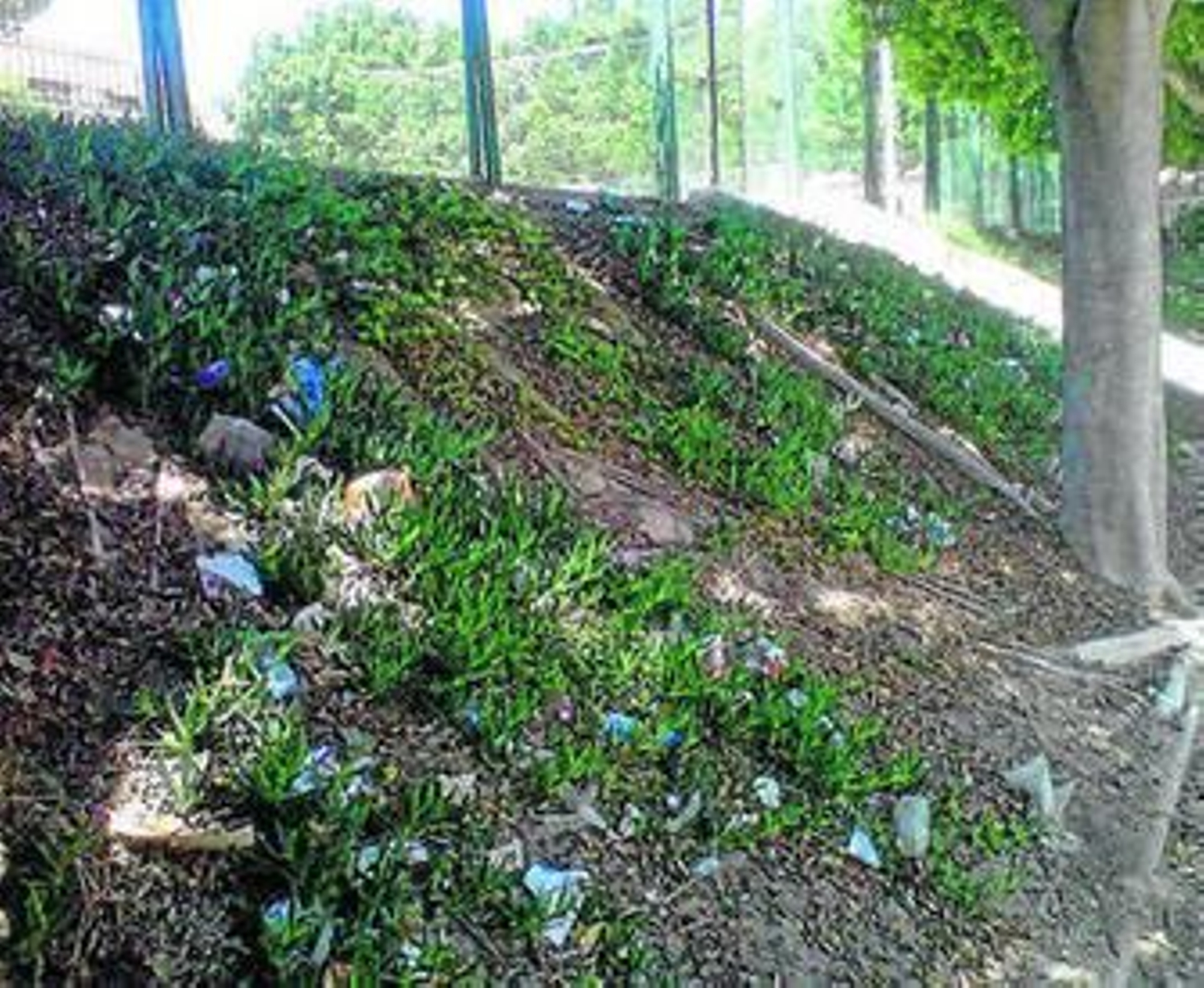 La falta de limpieza en las calles traslada con el viento los residuos a los laterales ajardinados.