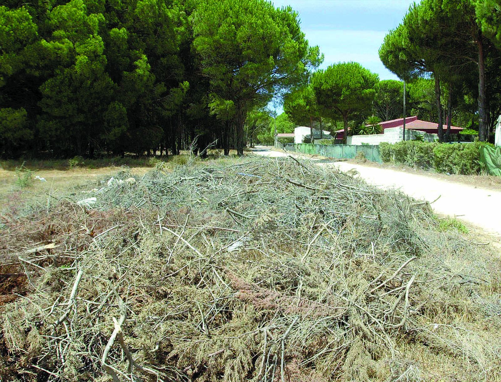 Restos de poda en la Pinaleta del Pleito, en una imagen de archivo.