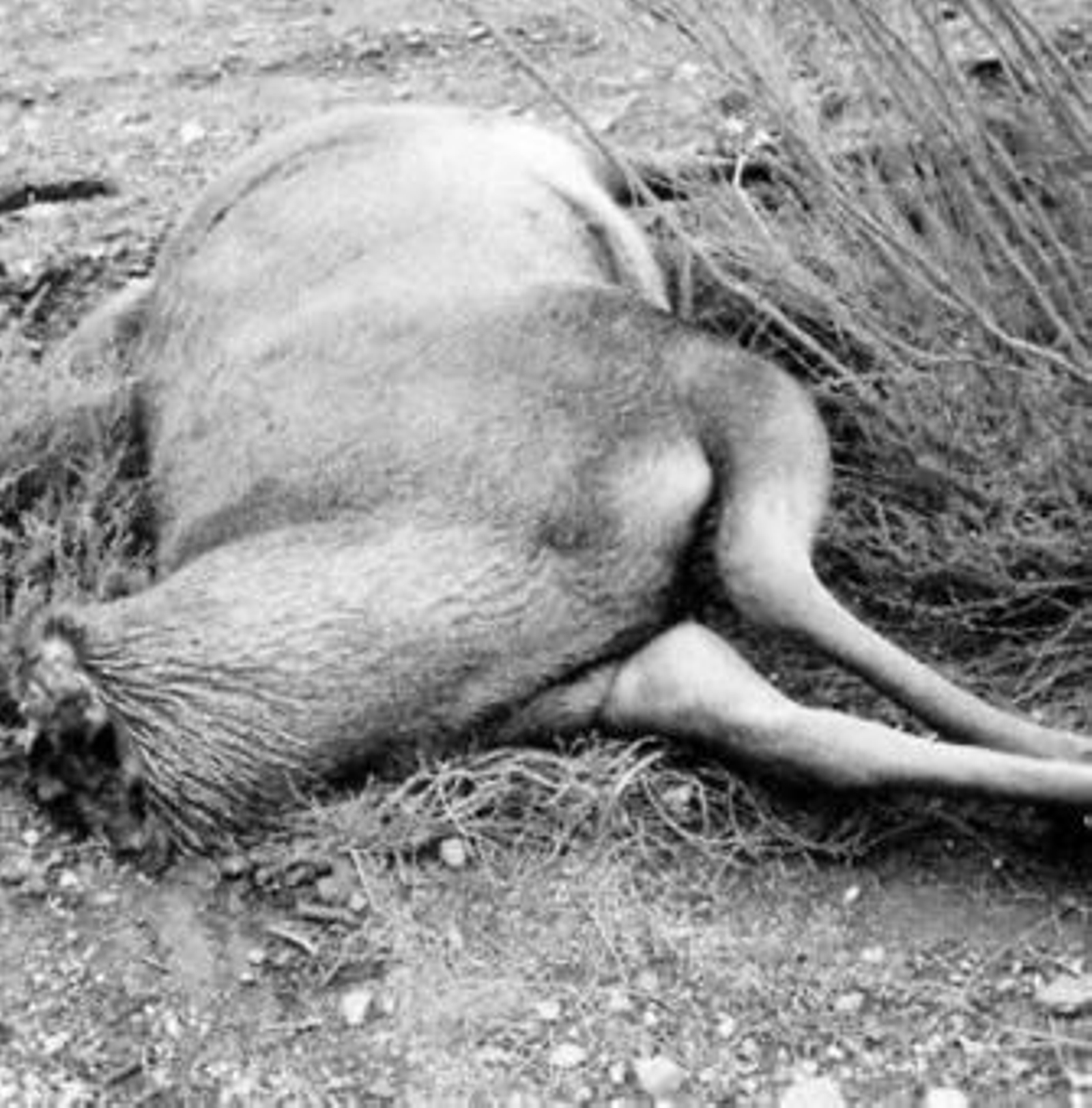 Alguien arrastró el ciervo hacia un camino de tierra y le cortó la cabeza. Alguien arrastró el ciervo hacia un camino de tierra y le cortó la cabeza.