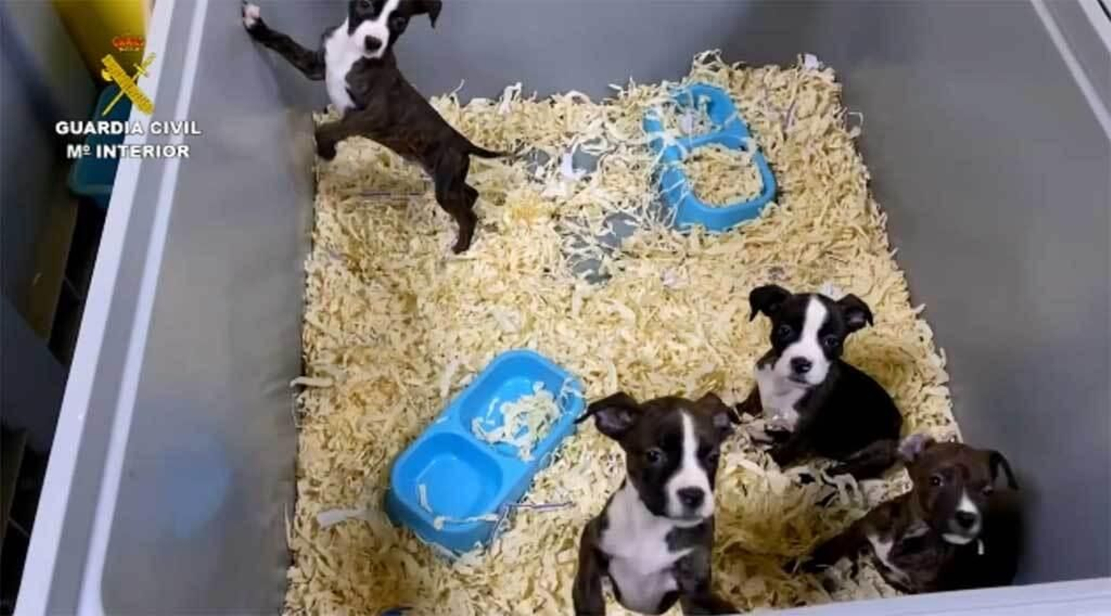 Desmantelan una red de venta de cachorros de perro enfermos