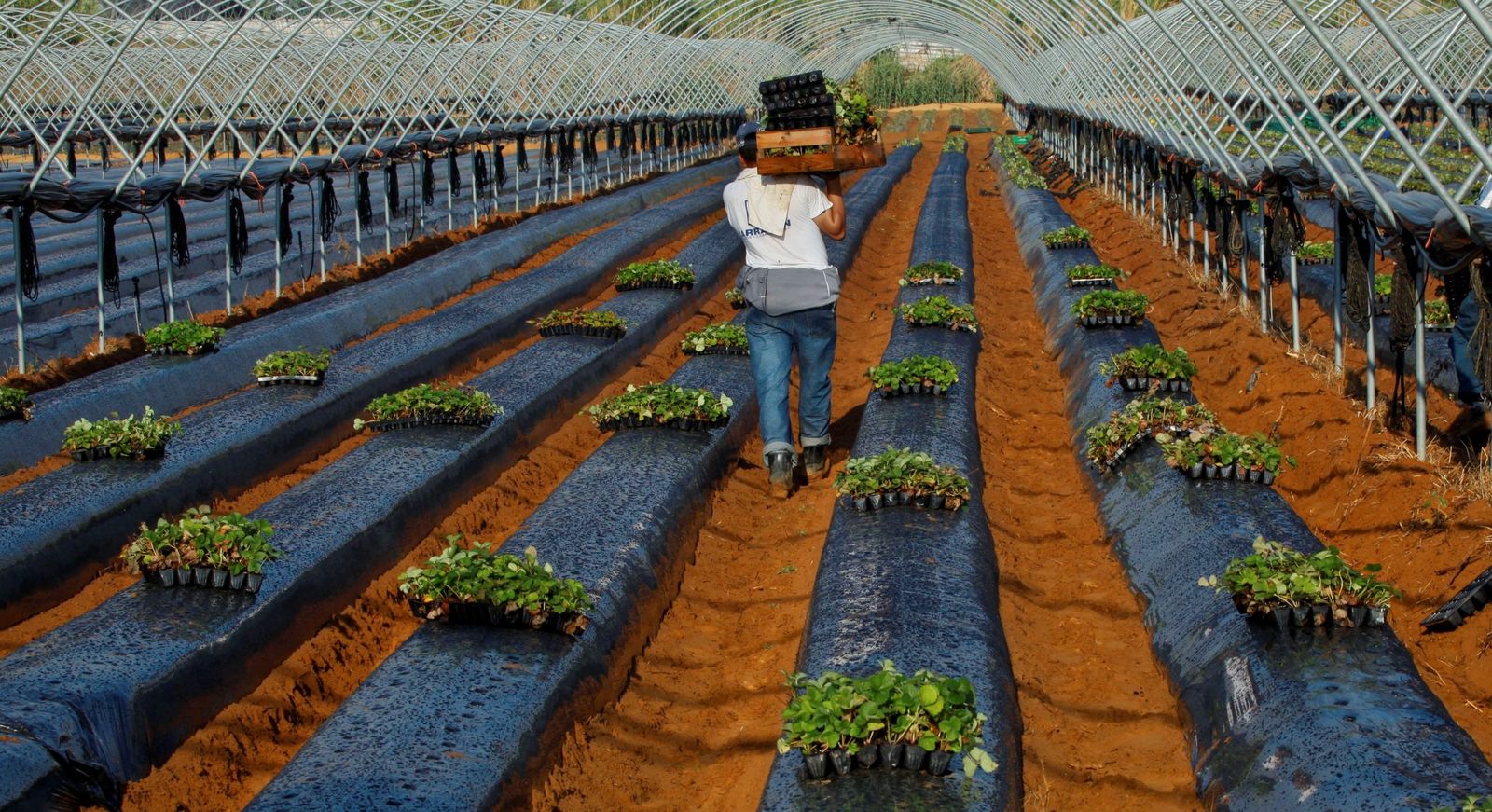 Temporeros en una finca.