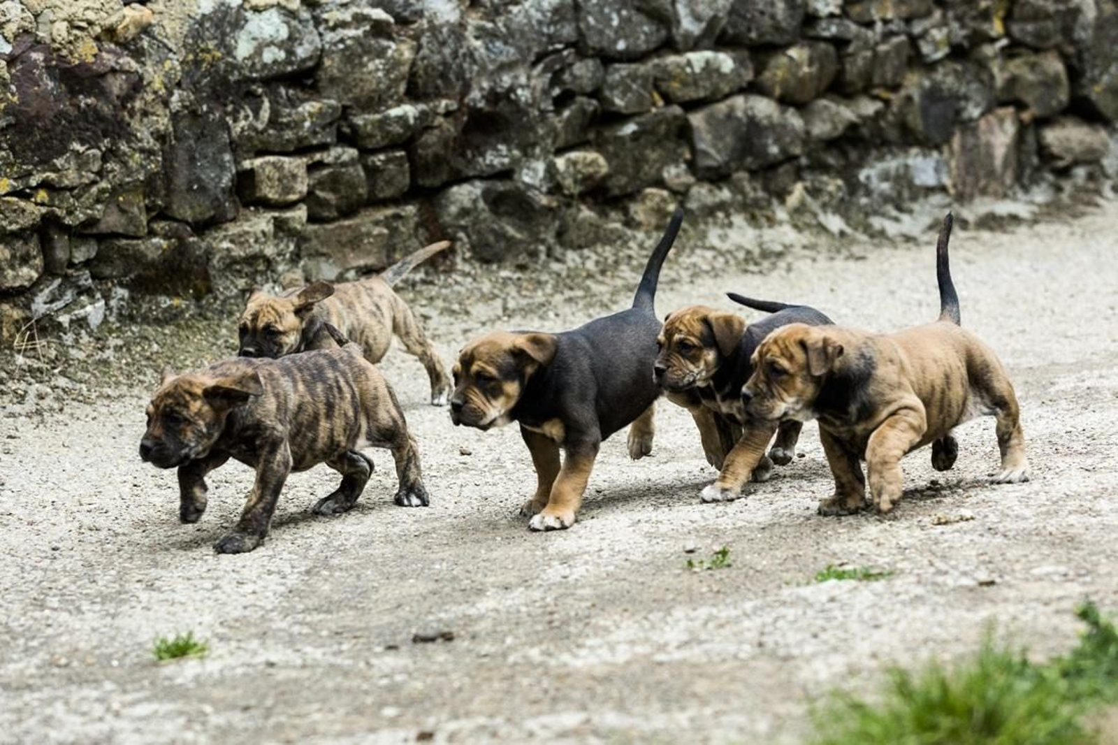 Cachorros de alano español, raza del perro mutilado en Jaén.