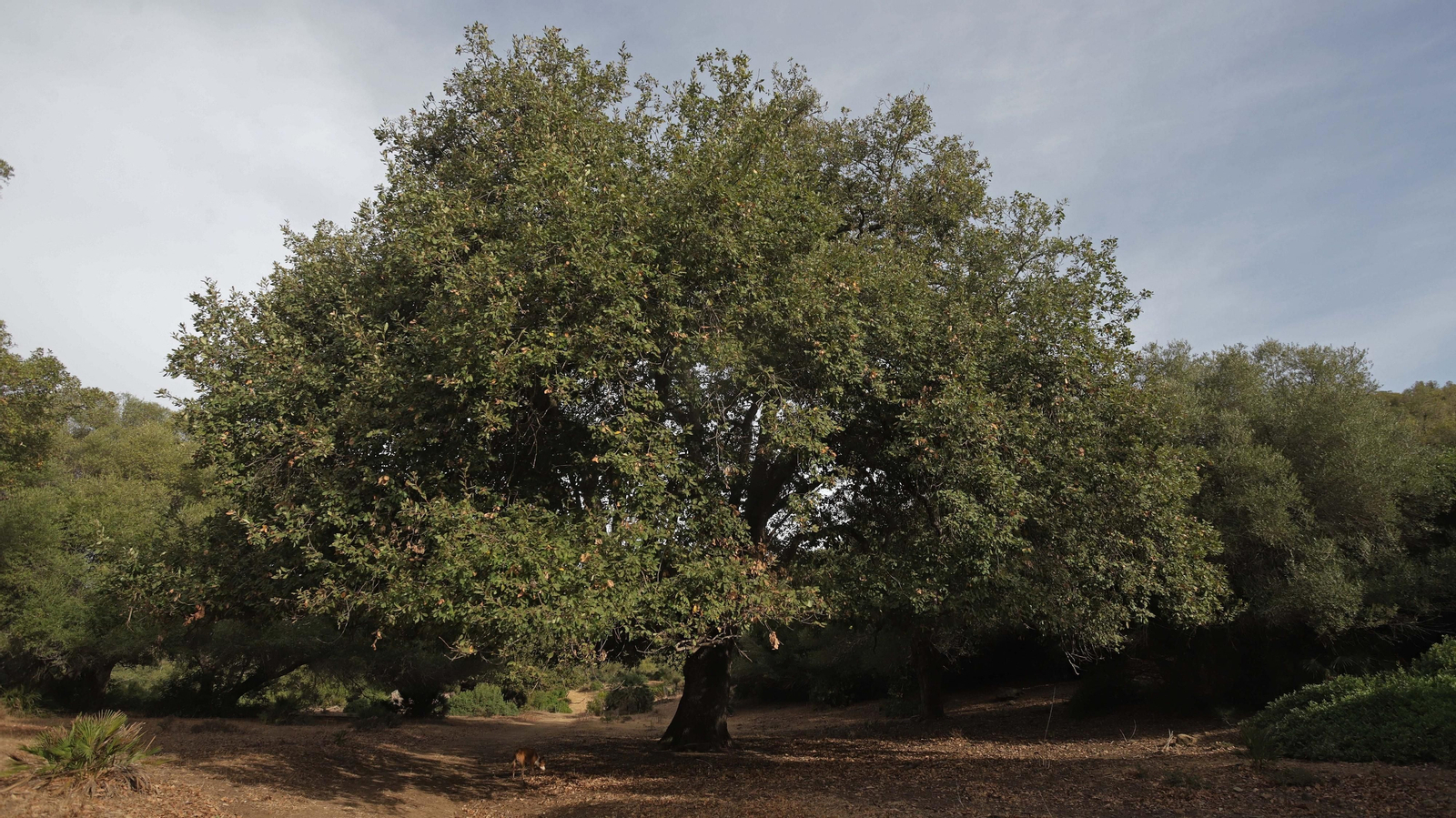 Fotos del sendero de la mariposa monarca en Castellar