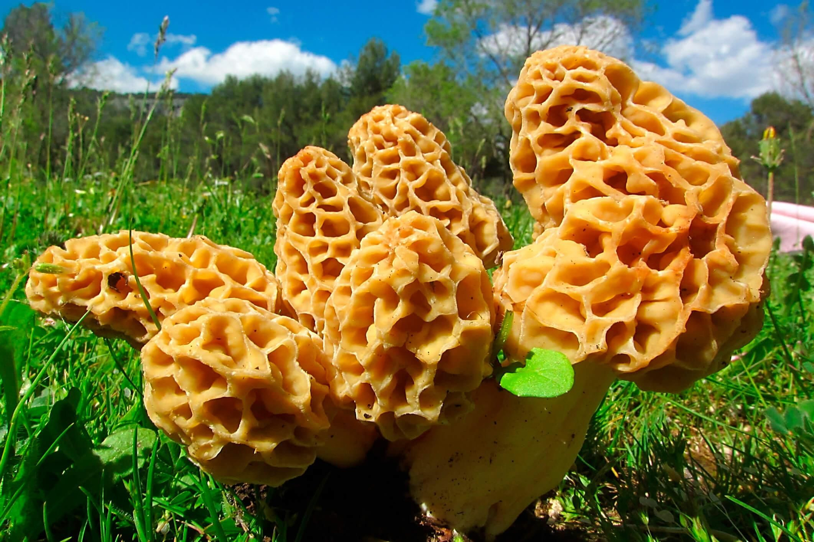 Tesoros Micológicos del Sendero