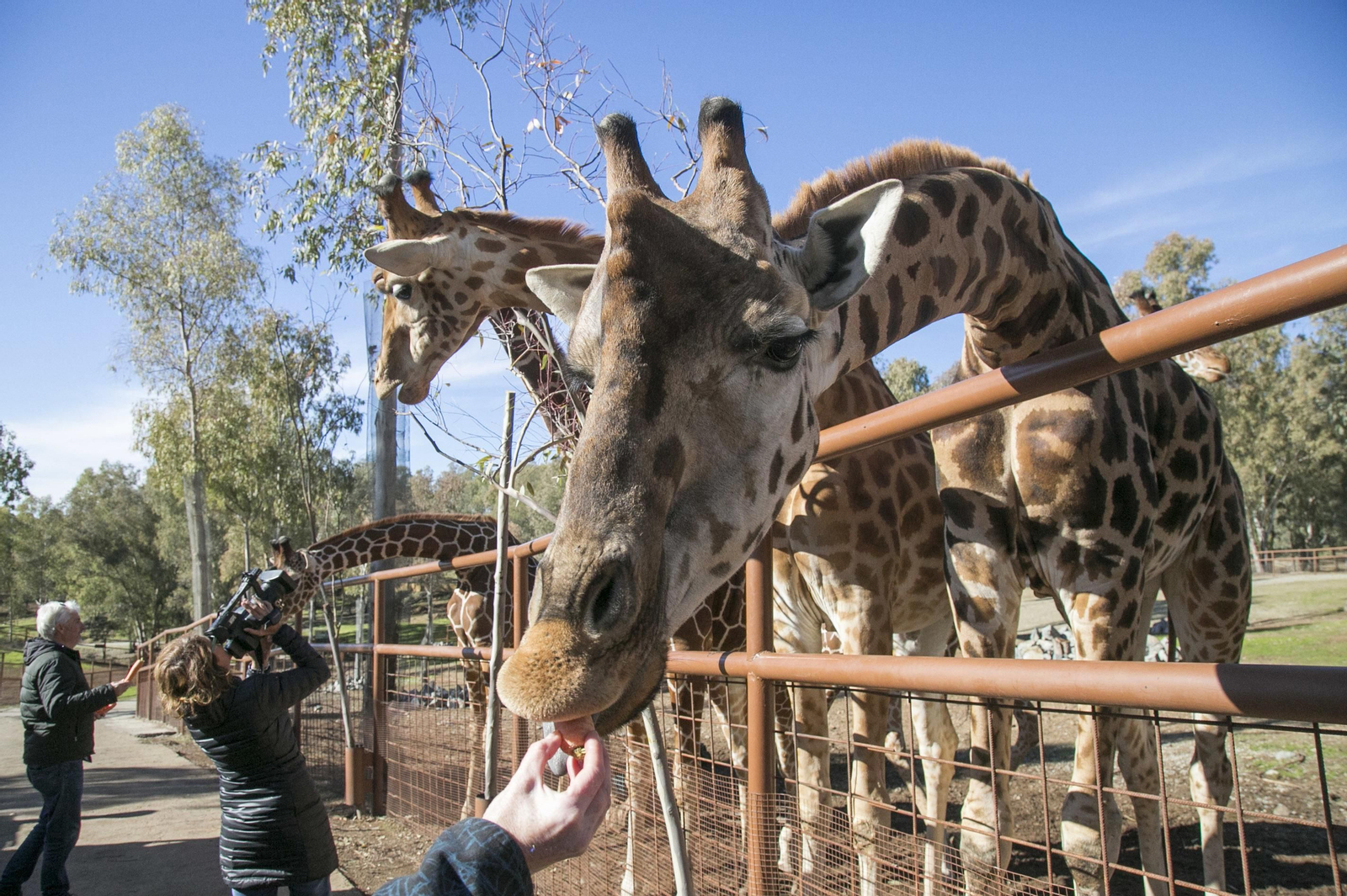 Varias jirafas en la reserva natural de Castillo de las Guardas.