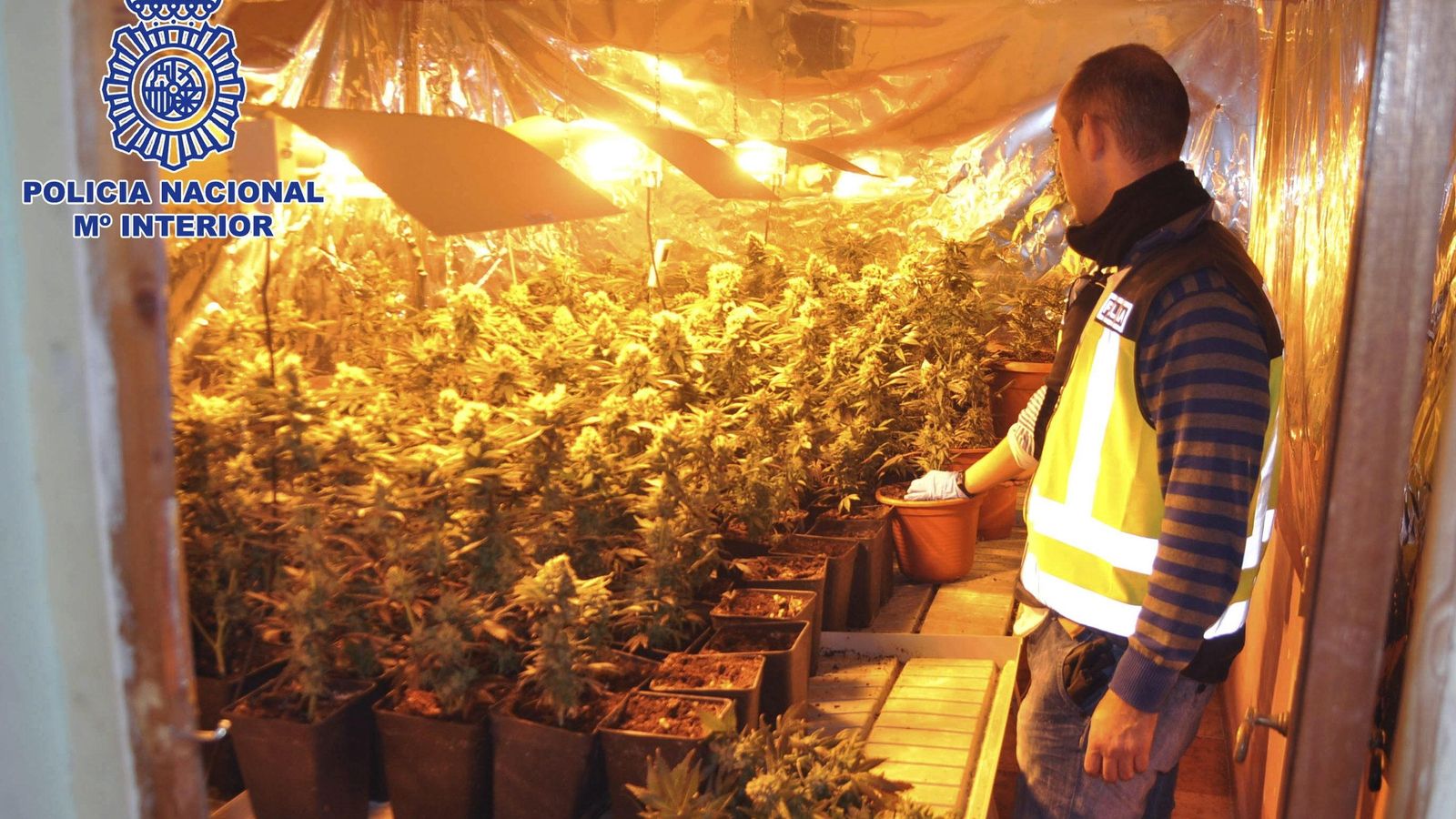 Un policía, en una operación contra el cultivo de marihuana.
