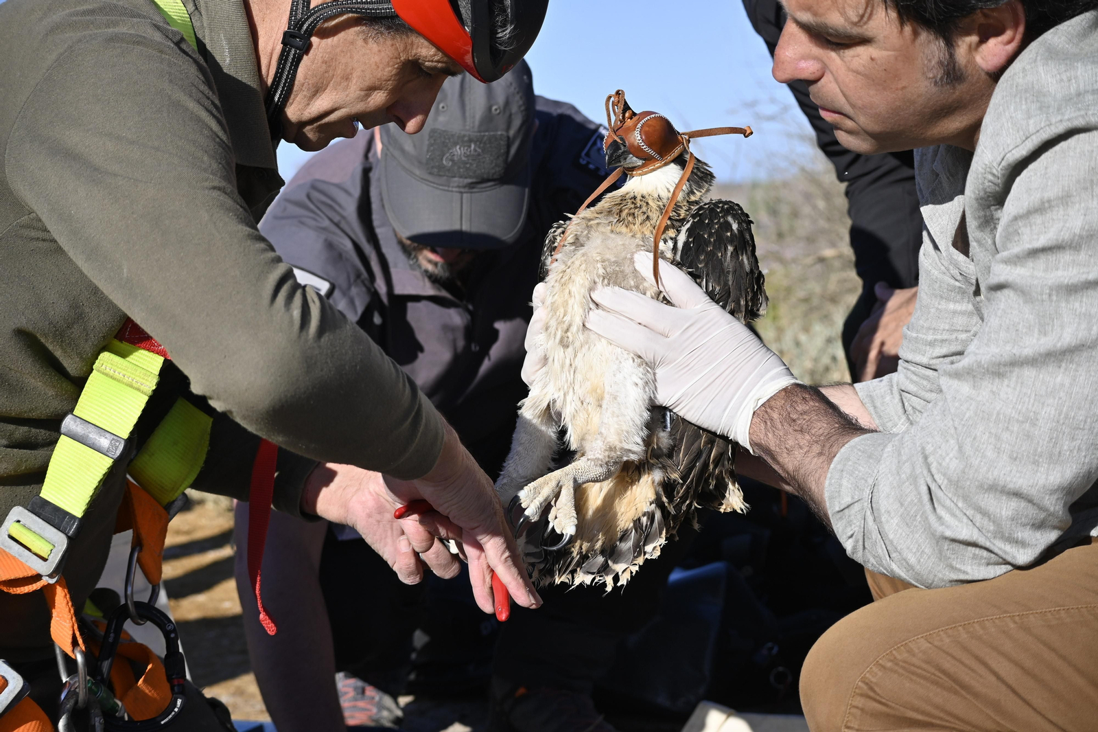 Anillamiento de tres pollos de águila pescadora nacidas en el Paraje Natural Marismas del Odiel