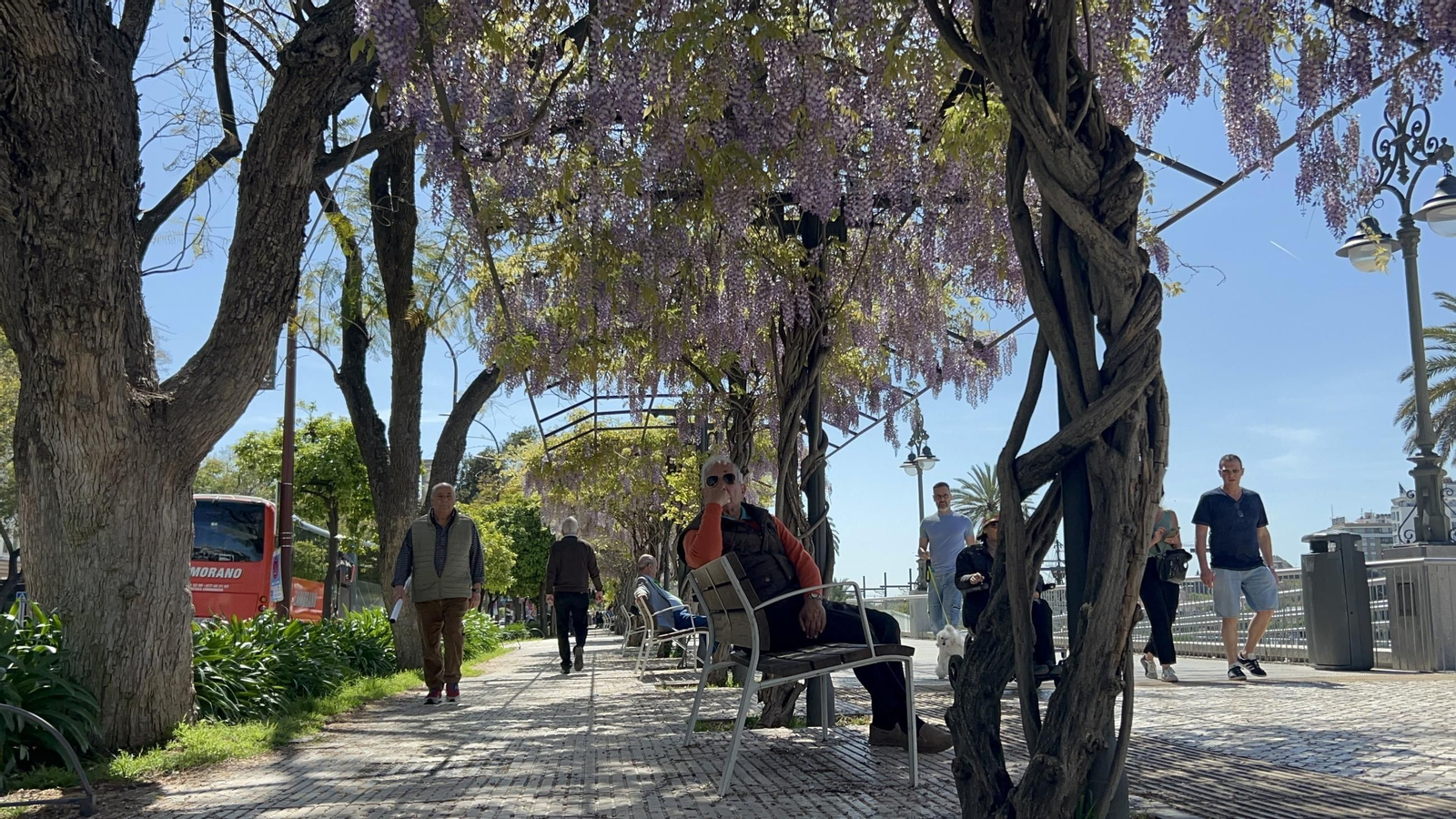 La belleza de las glicinias del Paseo de Cristóbal Colón