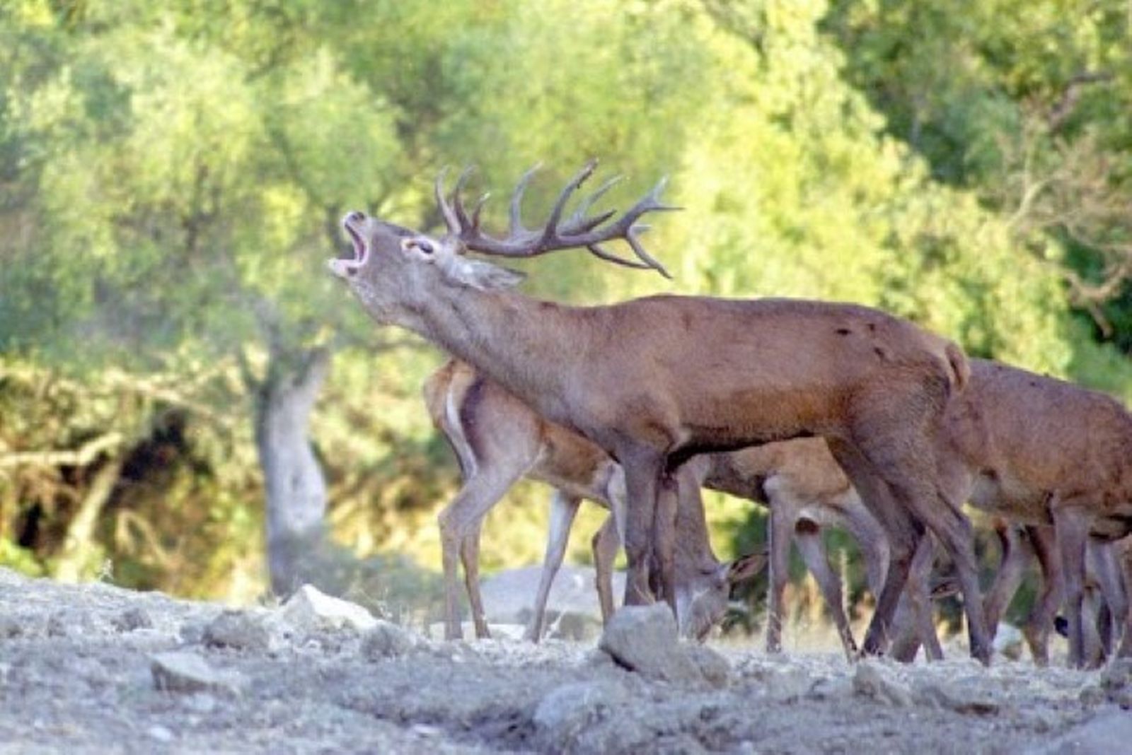 Los Montes de Propios
