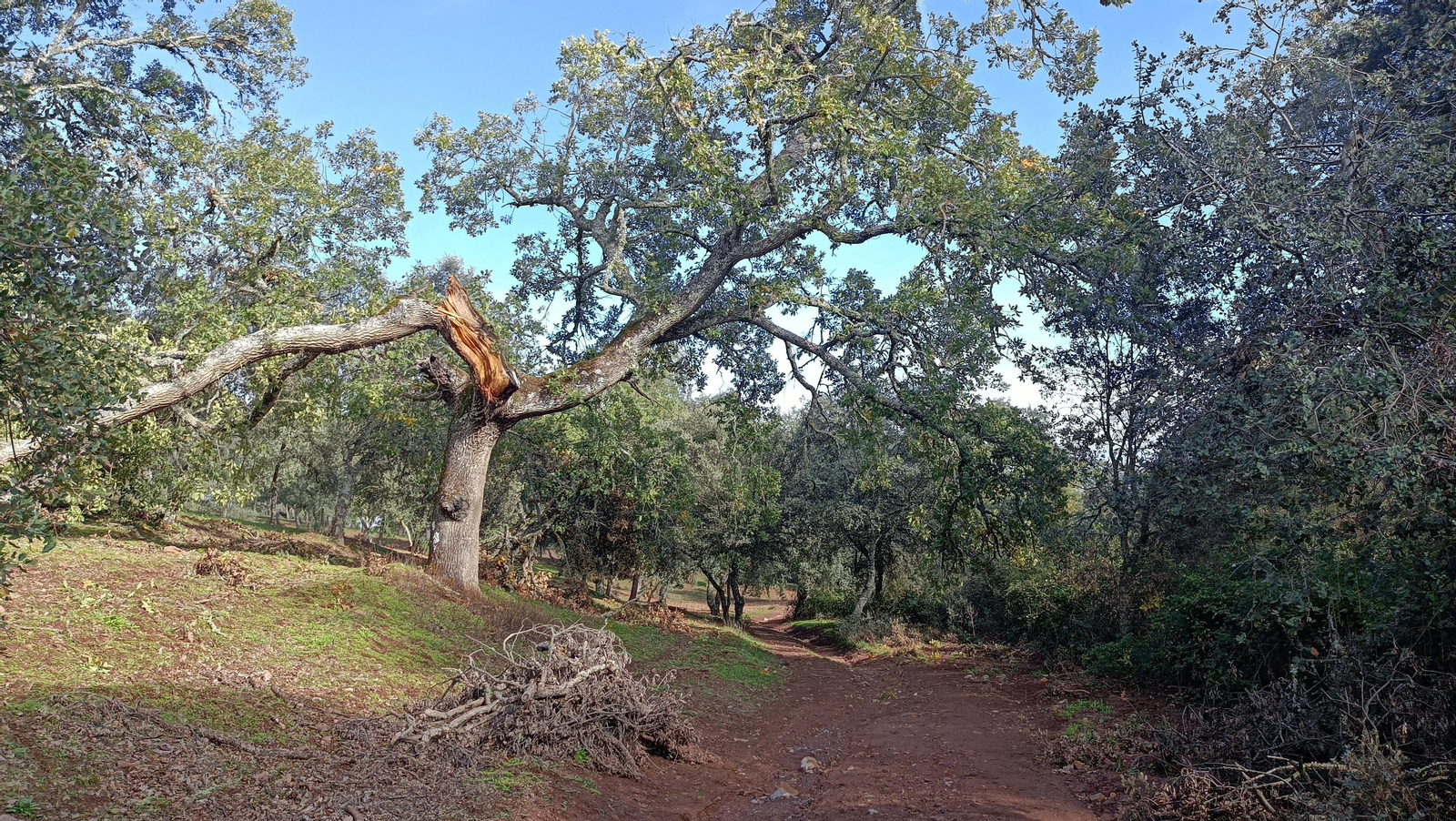 Veremos algunos alcornoques centenarios.