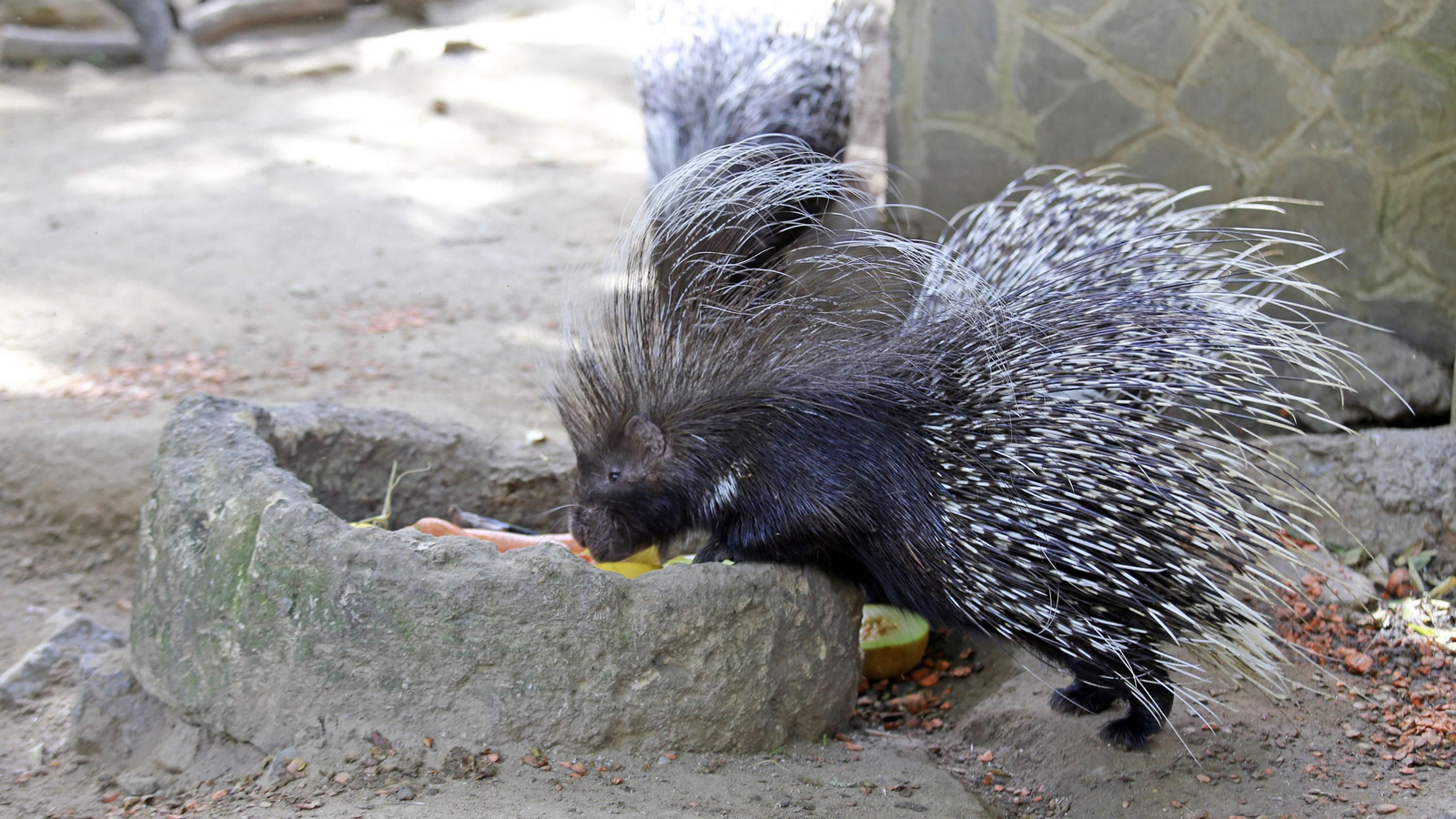 Reapertura del Zoo de Jerez