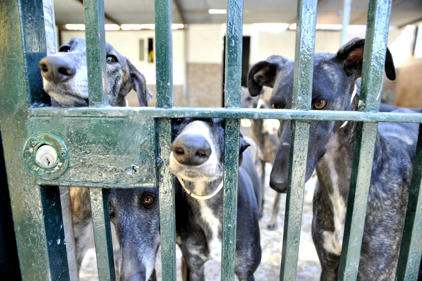 Los galgos son una de las razas con mayor tasa de abandono y maltrato.