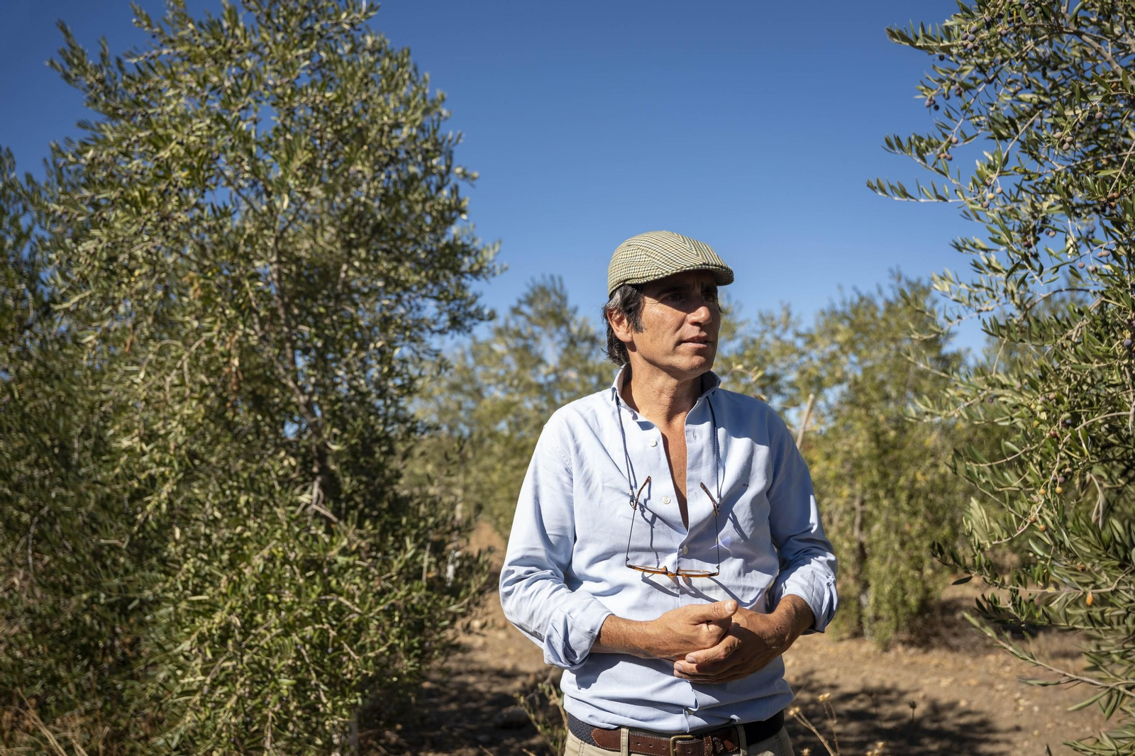 Las imágenes de la campaña recogida de acetuna en Fiñana