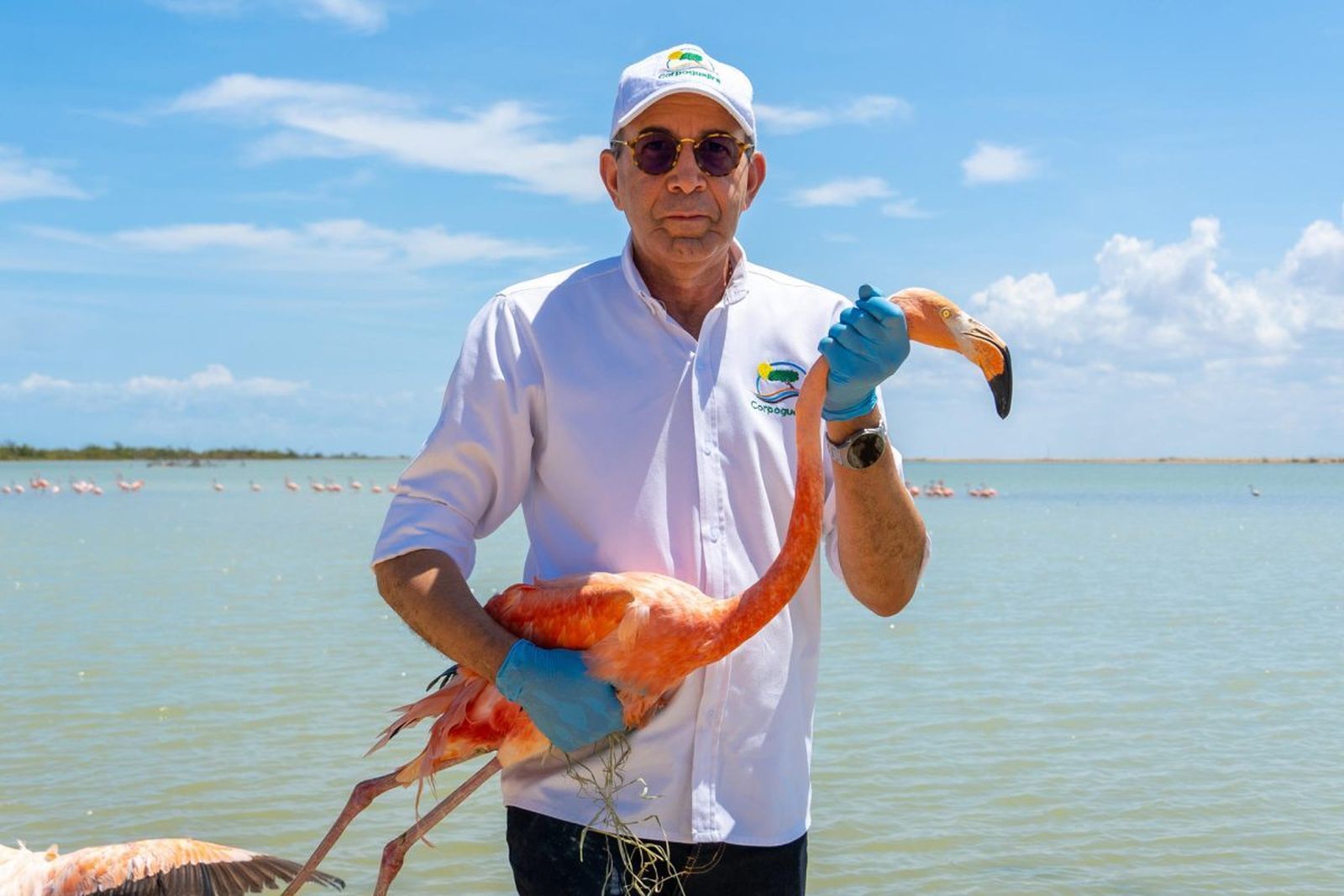 Liberan 18 flamencos rosados rescatados del tráfico de animales y del mascotismo