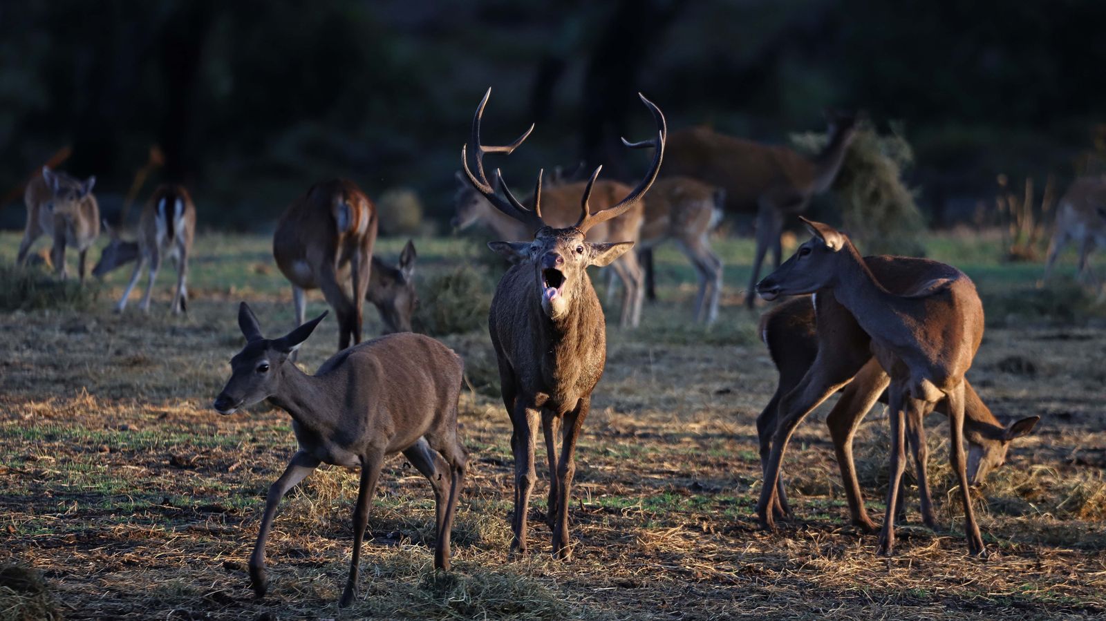 Fotos de la berrea en el Campo de Gibraltar