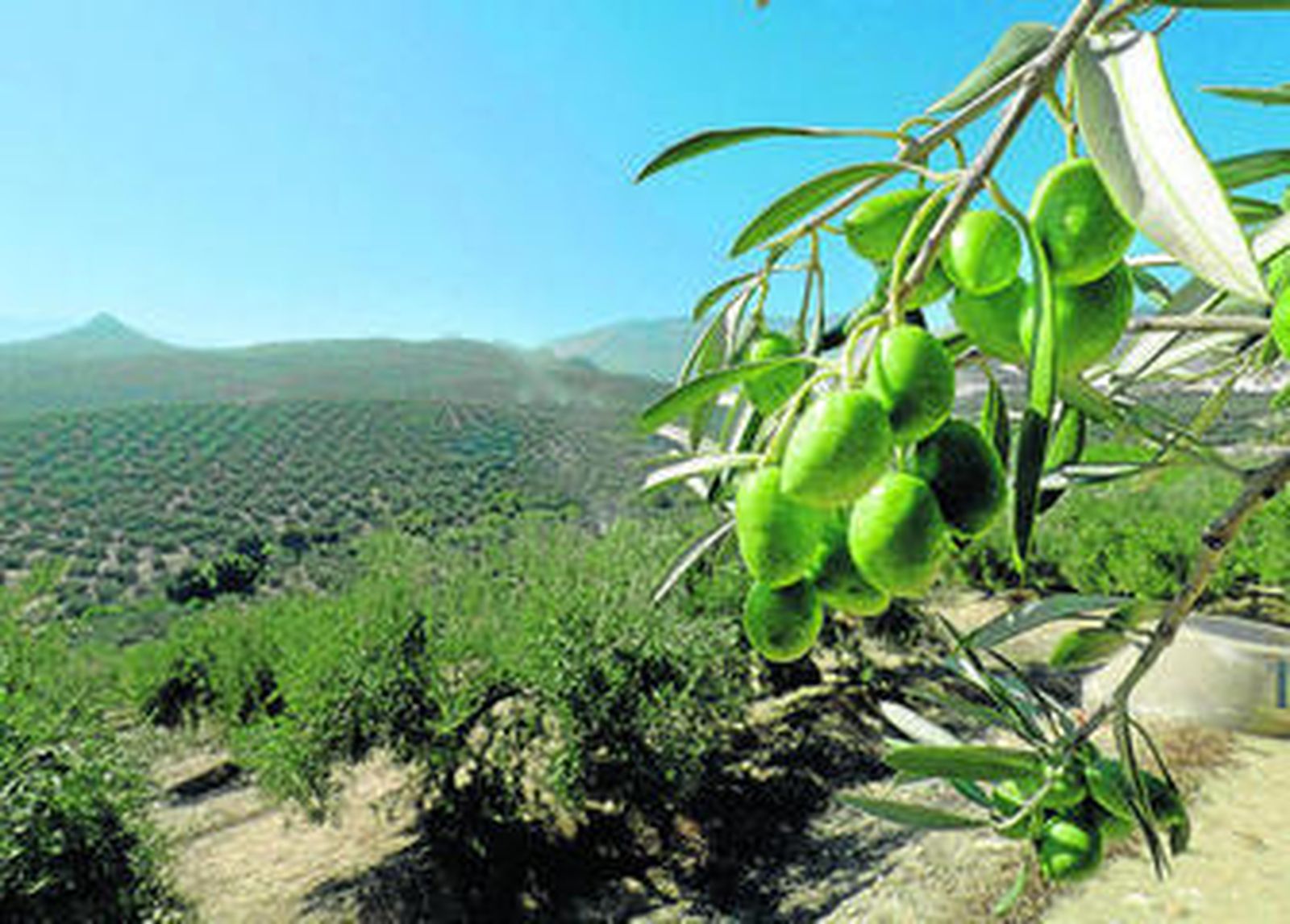 Pese a la disminución, Granada sigue siendo la tercera provincia que más aceite produce en España.