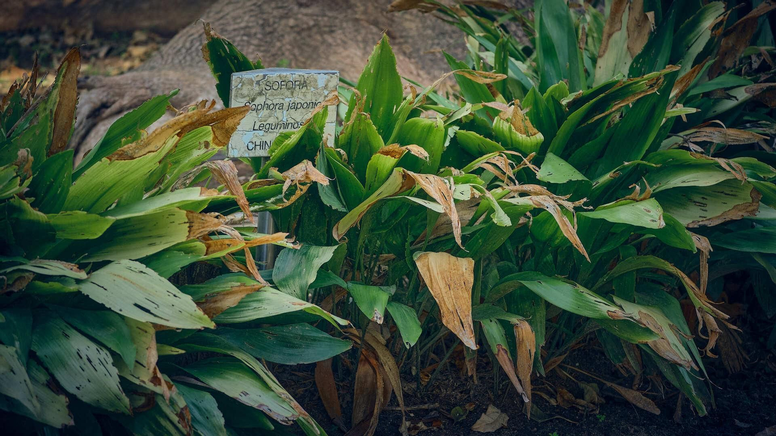 Plantas que no aparentan buen estado de salud.